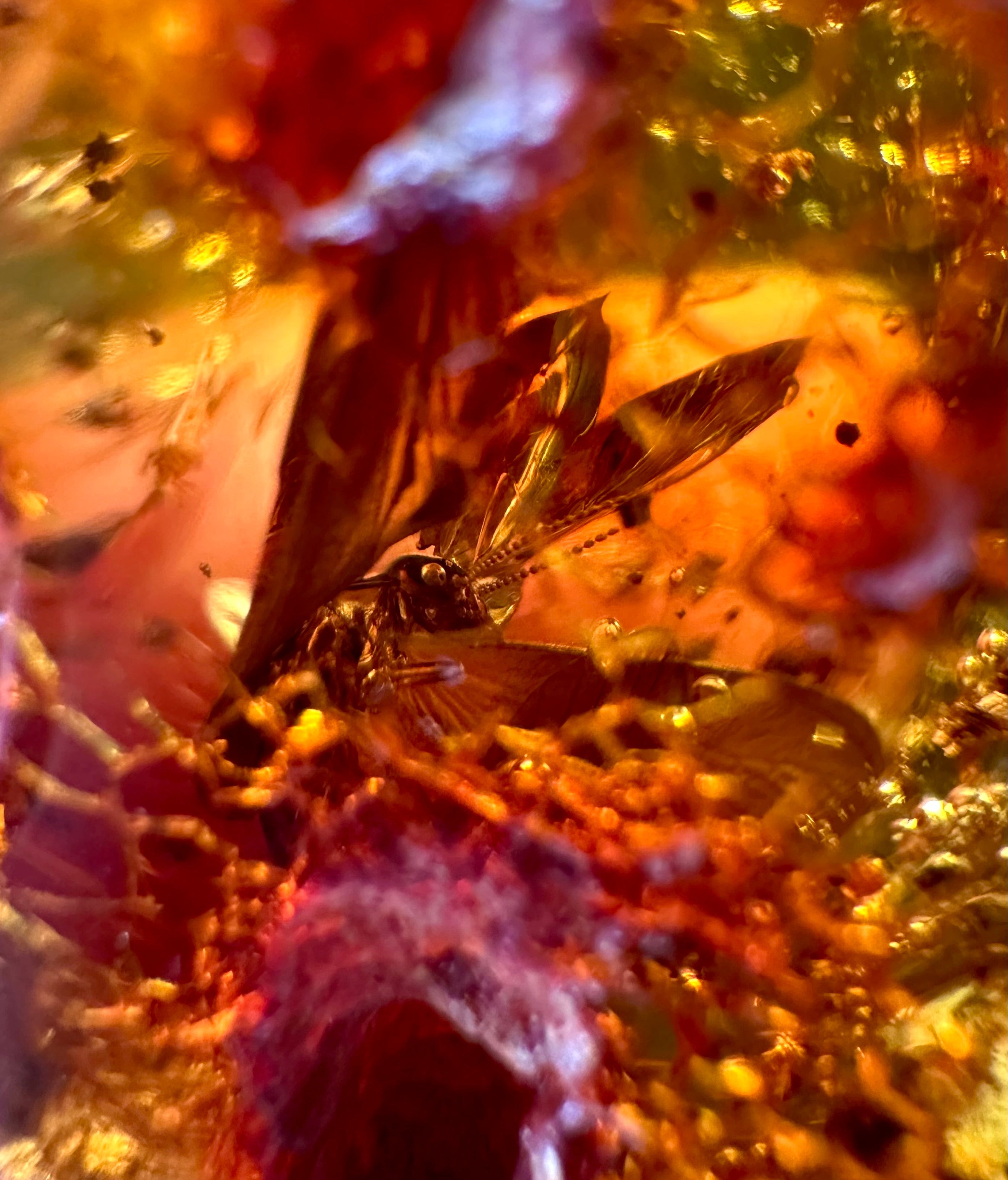 Insects in young amber (copal) – Santander, Colombia