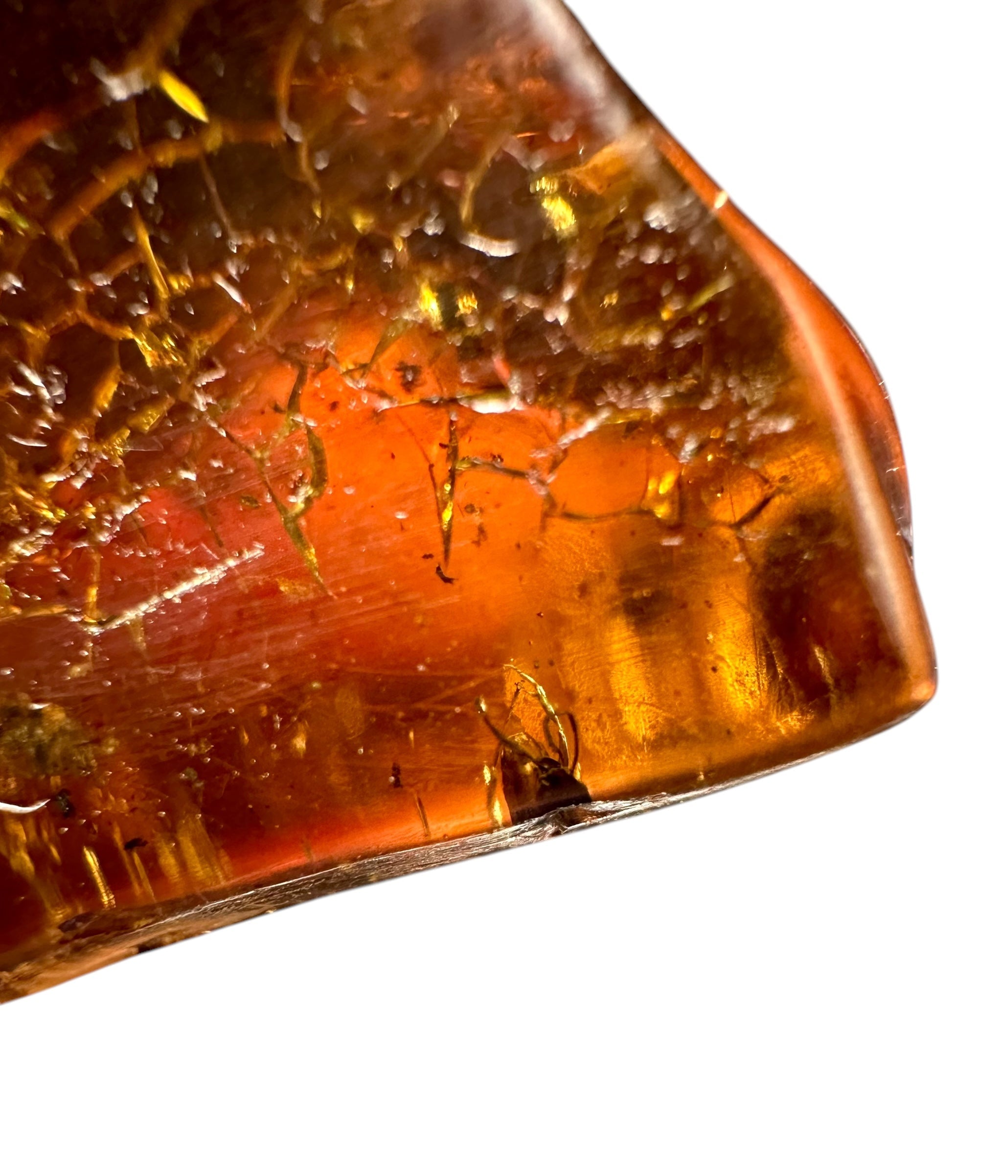 Insects in young amber (copal) – Santander, Colombia - IJ062