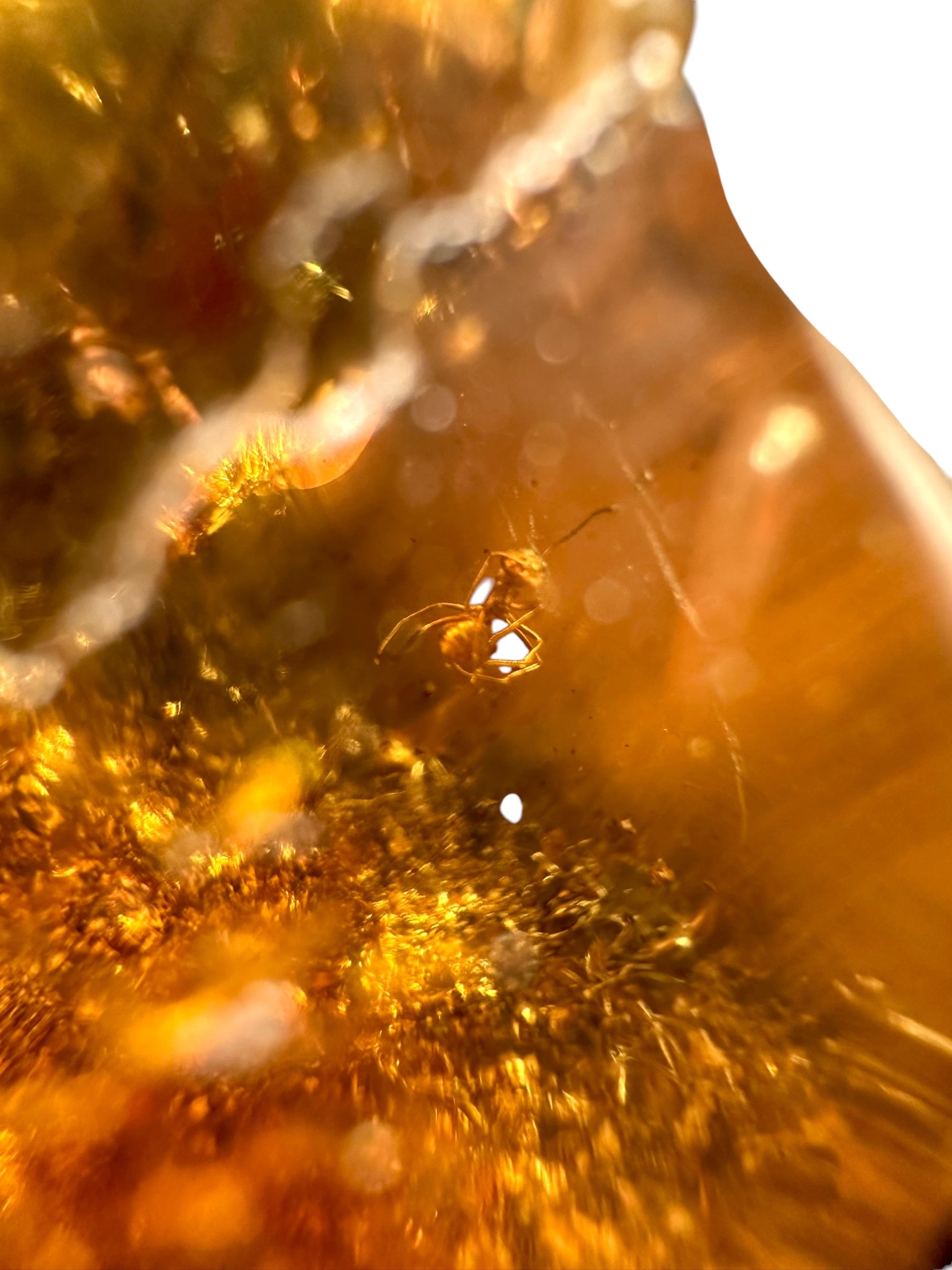 Insects in young amber (copal) – Santander, Colombia - IJ062