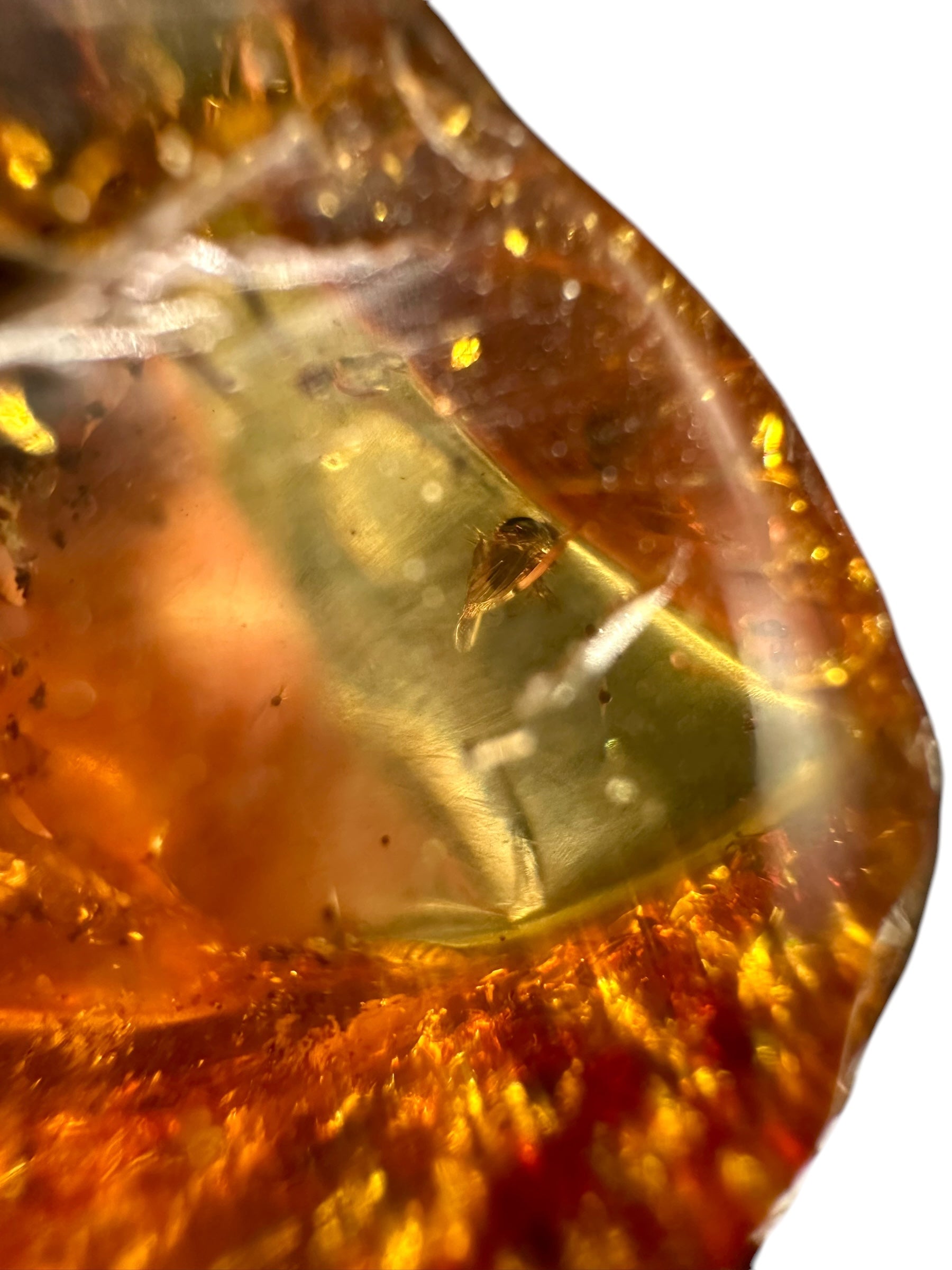 Insects in young amber (copal) – Santander, Colombia - IJ062