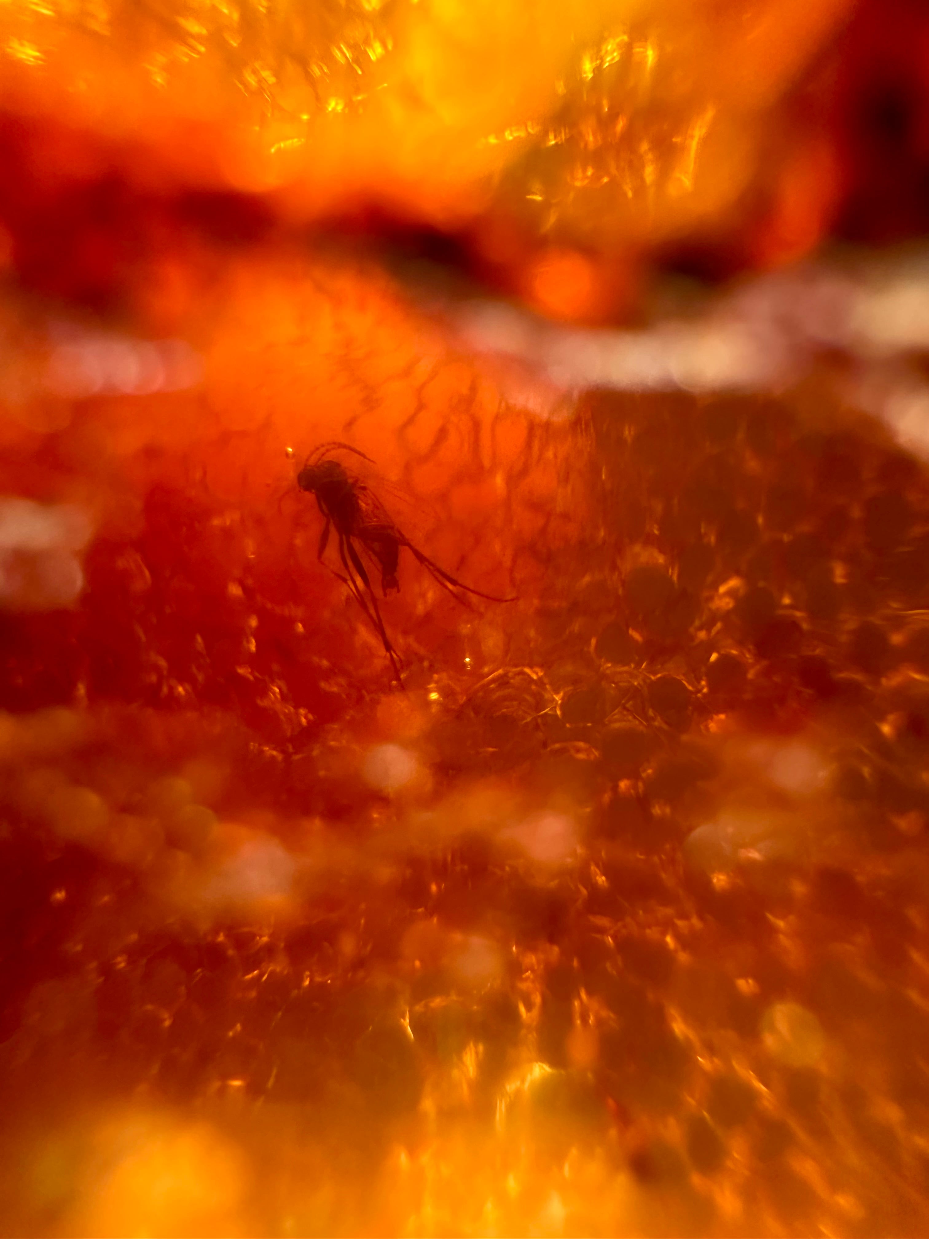 Insects in young amber (copal) – Santander, Colombia - IJ063