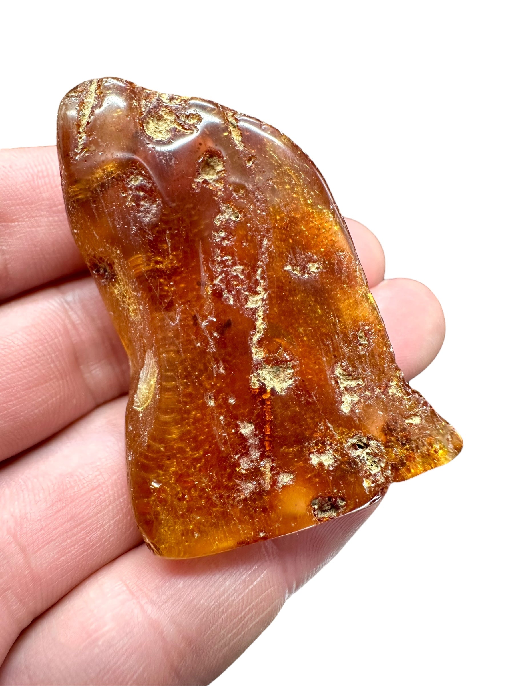 Insects in young amber (copal) – Santander, Colombia