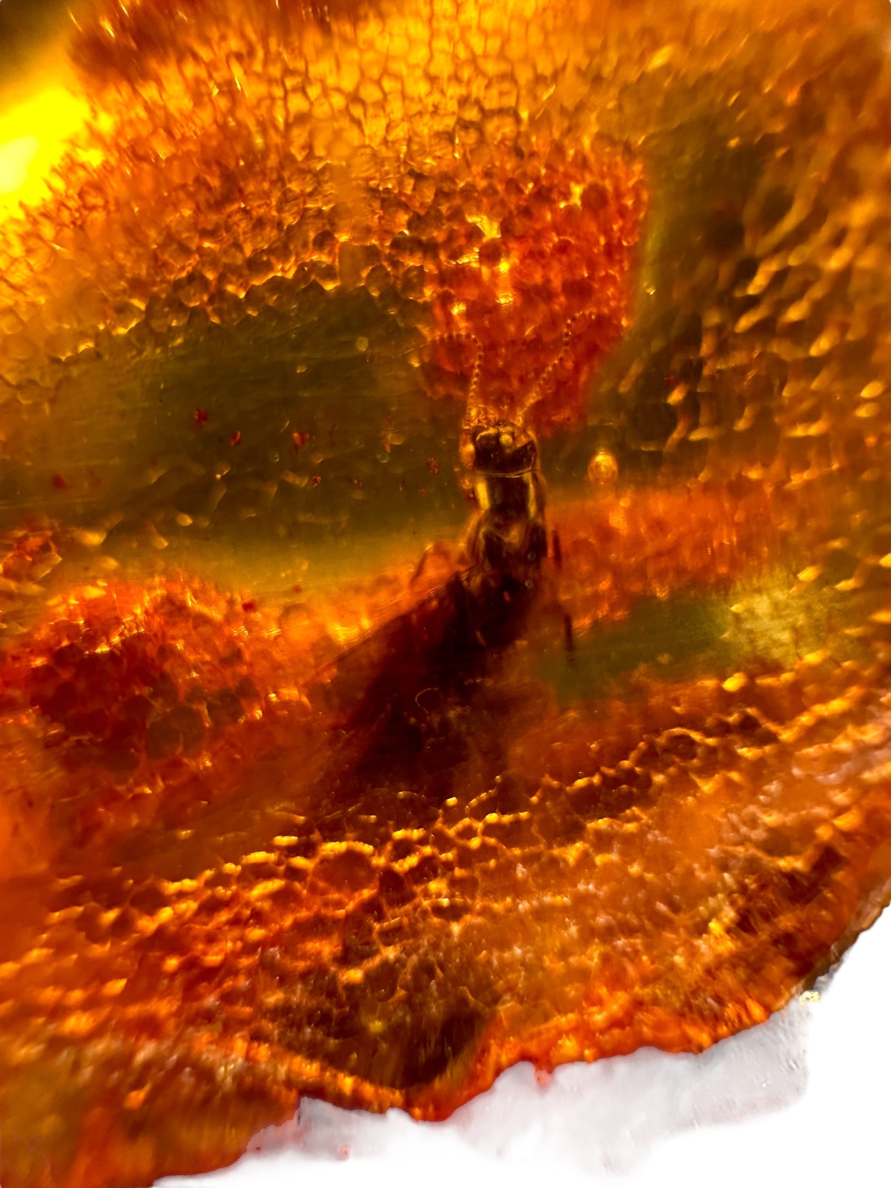 Insects in young amber (copal) – Santander, Colombia - IJ064