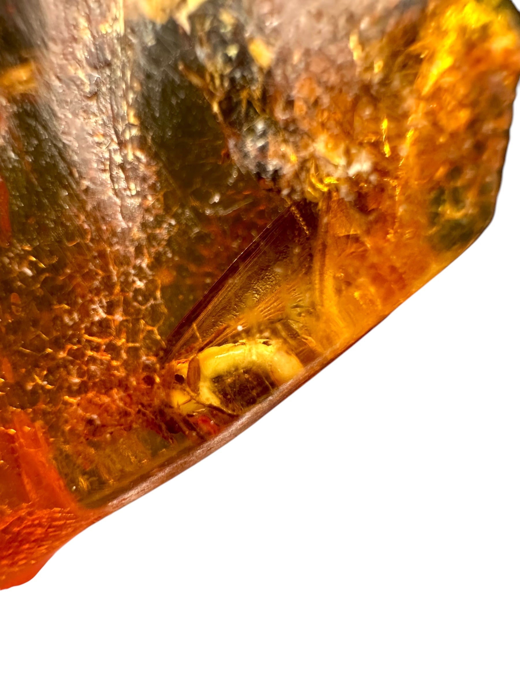 Insects in young amber (copal) – Santander, Colombia - IJ064