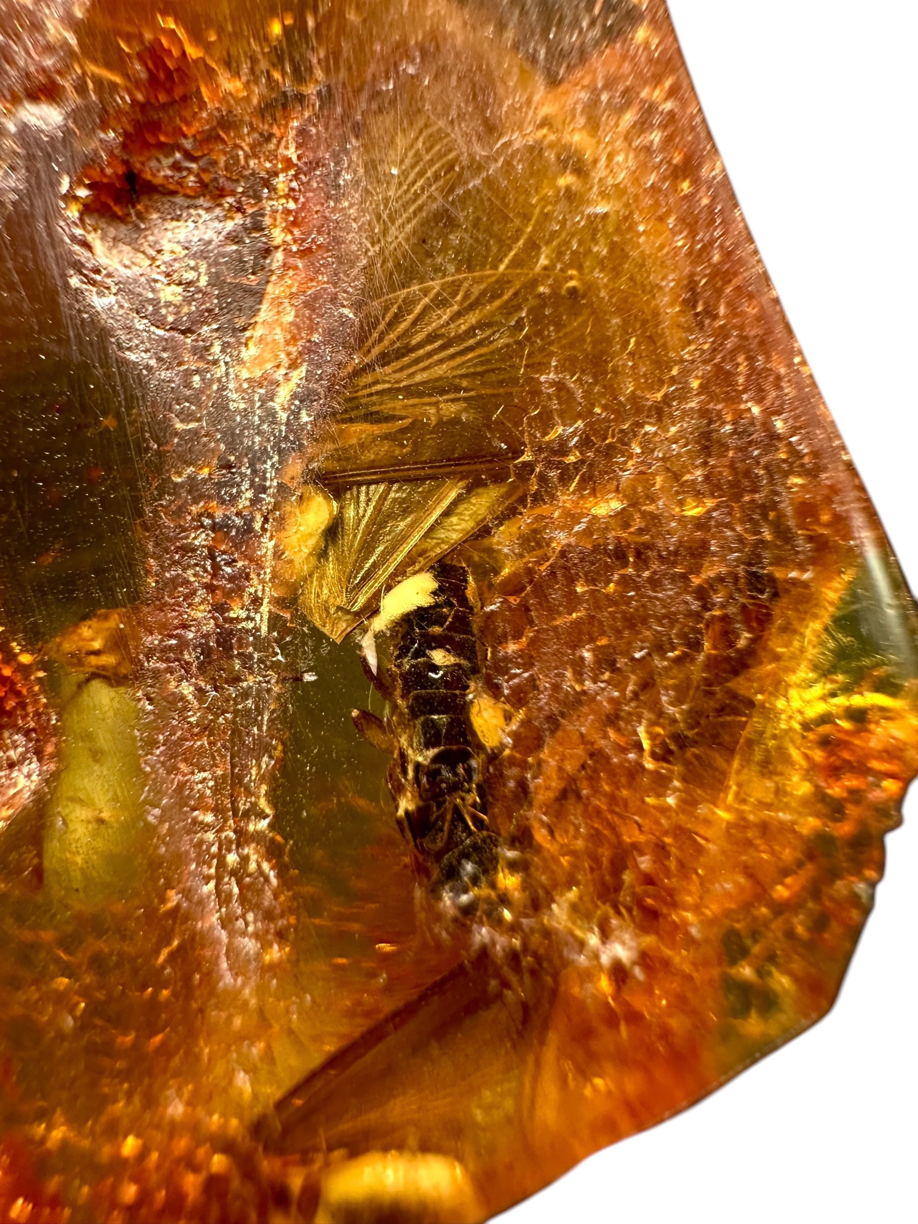Insects in young amber (copal) – Santander, Colombia - IJ064