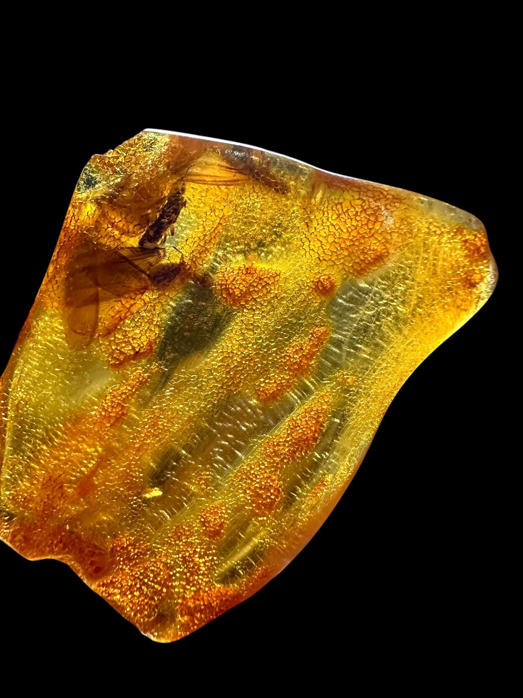 Insects in young amber (copal) – Santander, Colombia - IJ064