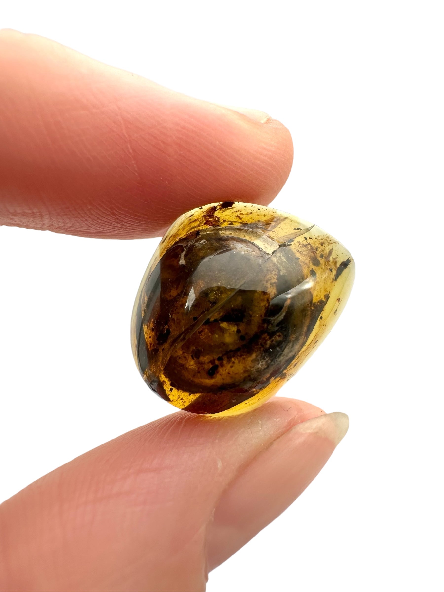 Snail in amber – Hukawng, Myanmar - IJ066