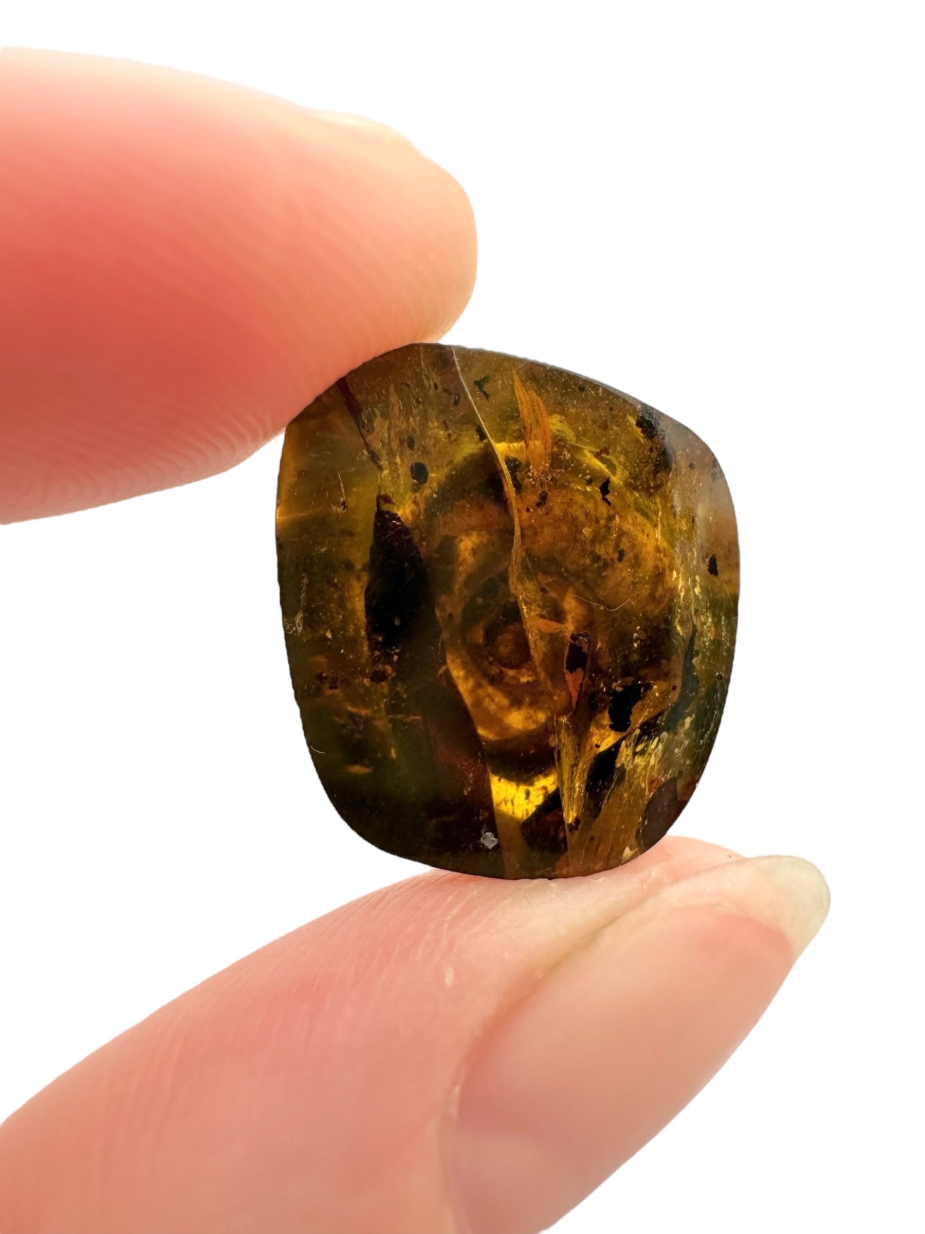 Snail in amber – Hukawng, Myanmar - IJ066