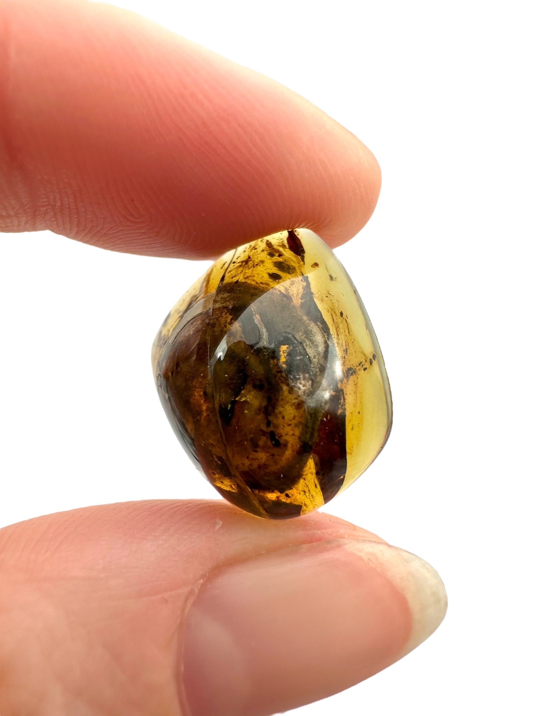 Snail in amber – Hukawng, Myanmar