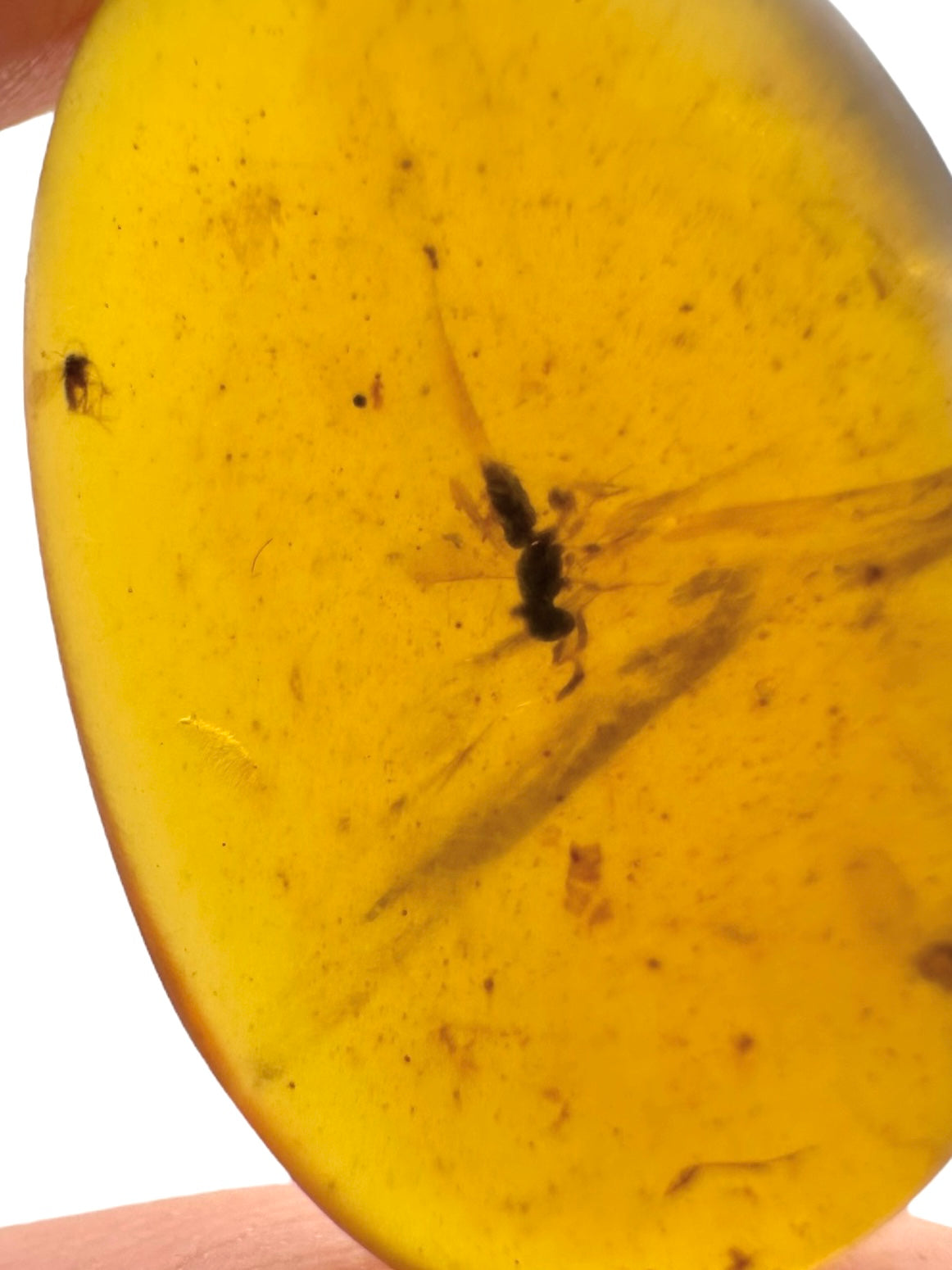 Insect in amber – Hukawng, Myanmar - IJ069