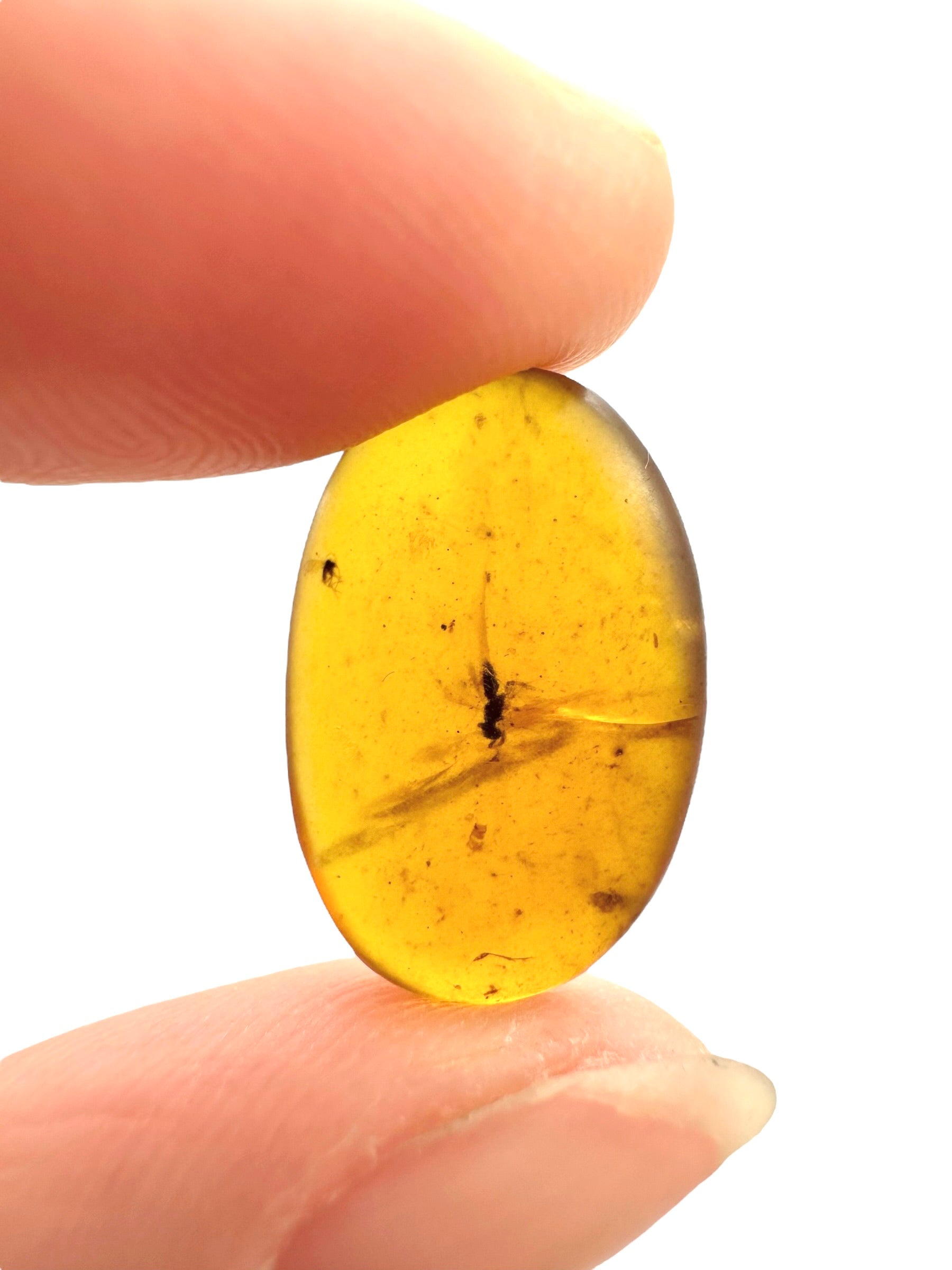 Insect in amber – Hukawng, Myanmar