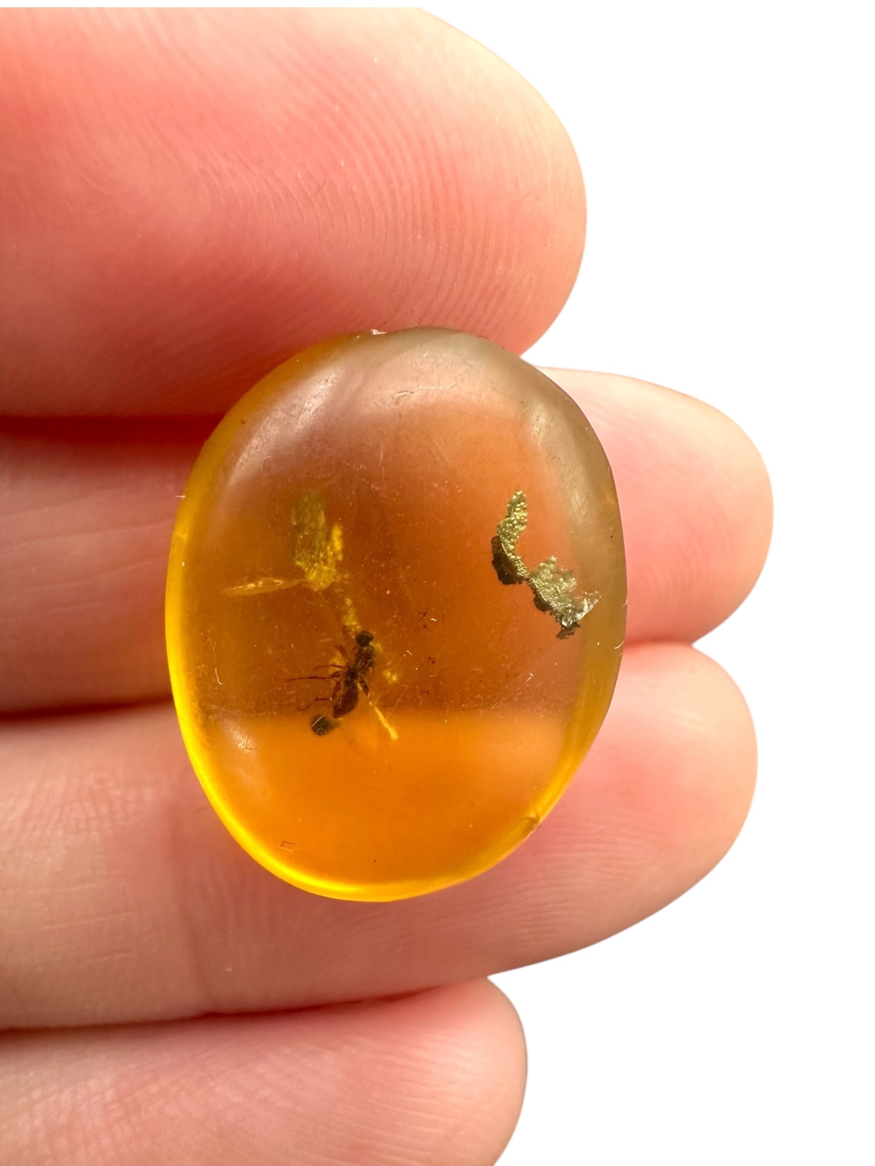 Insect in amber – Hukawng, Myanmar - IJ072