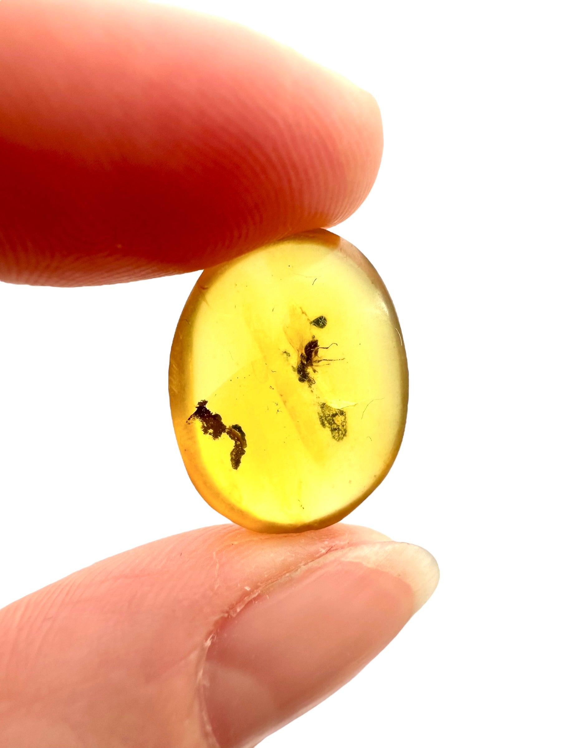 Insect in amber – Hukawng, Myanmar
