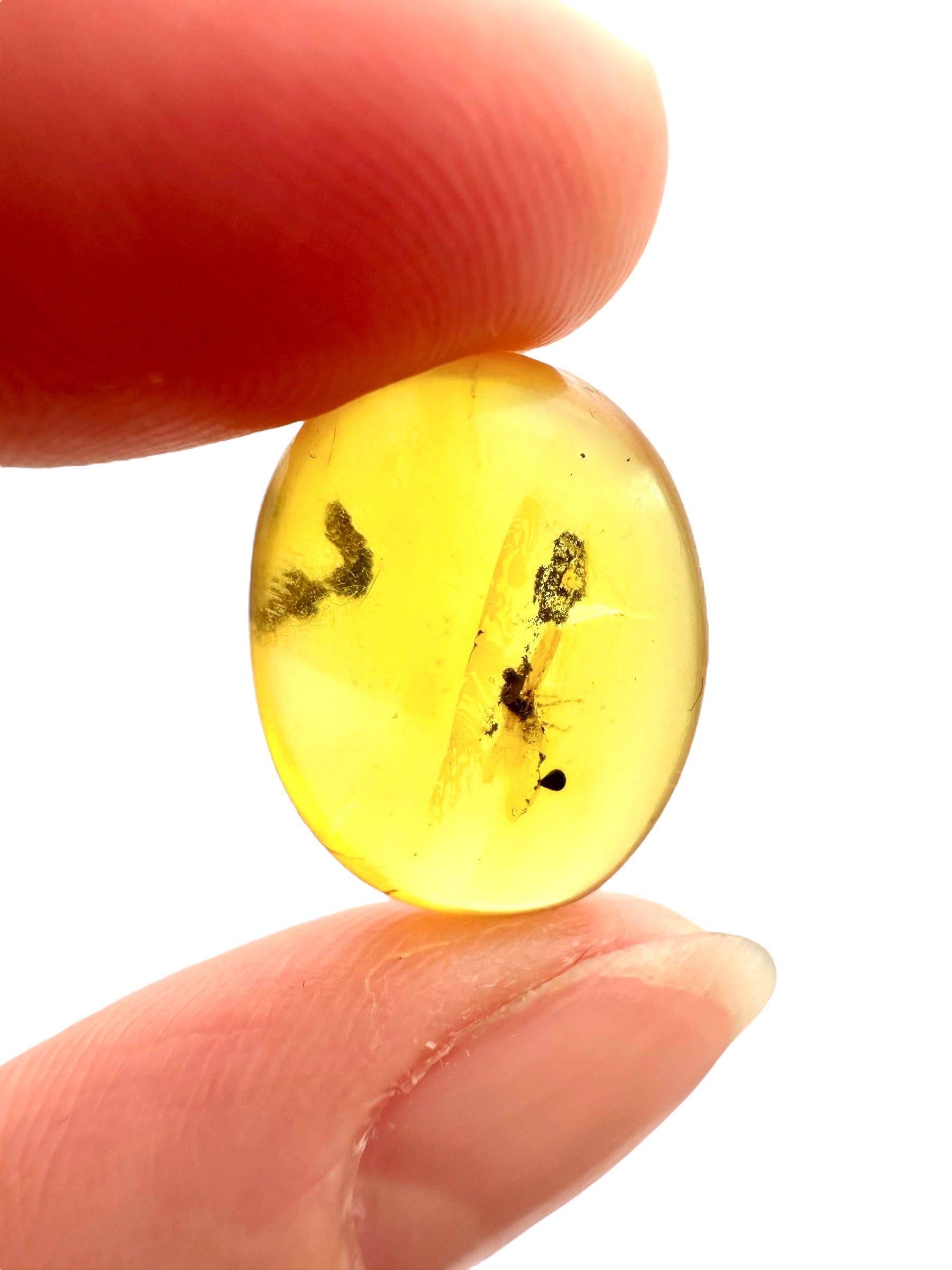 Insect in amber – Hukawng, Myanmar - IJ072