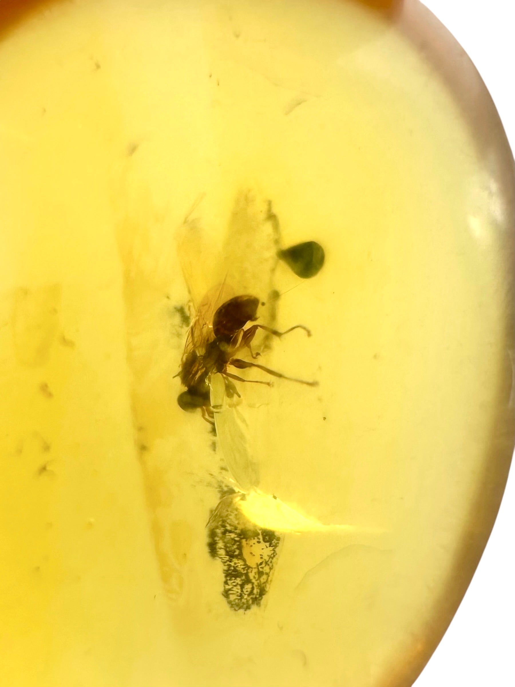 Insect in amber – Hukawng, Myanmar - IJ072