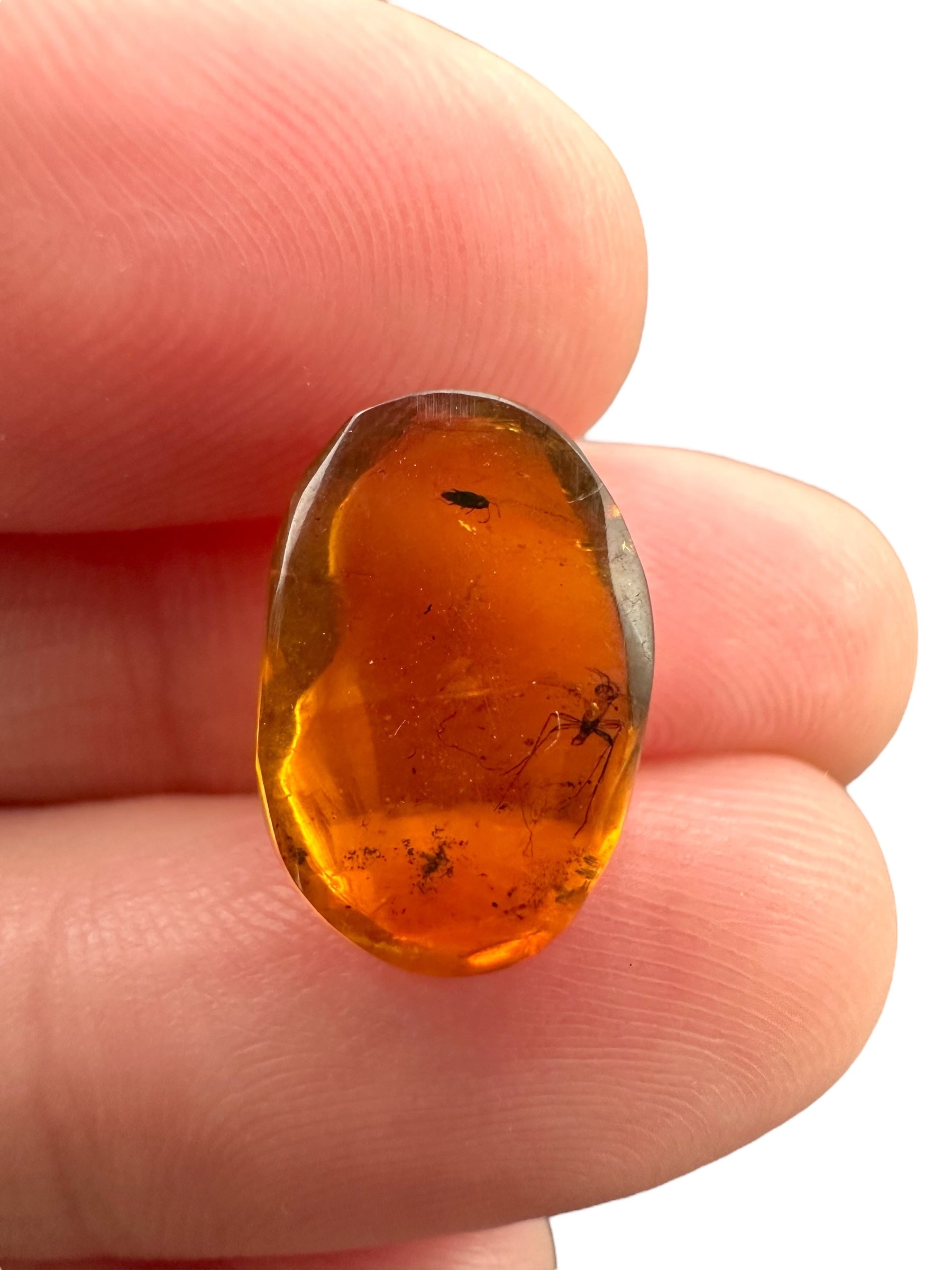 Insect in amber – Hukawng, Myanmar - IJ073