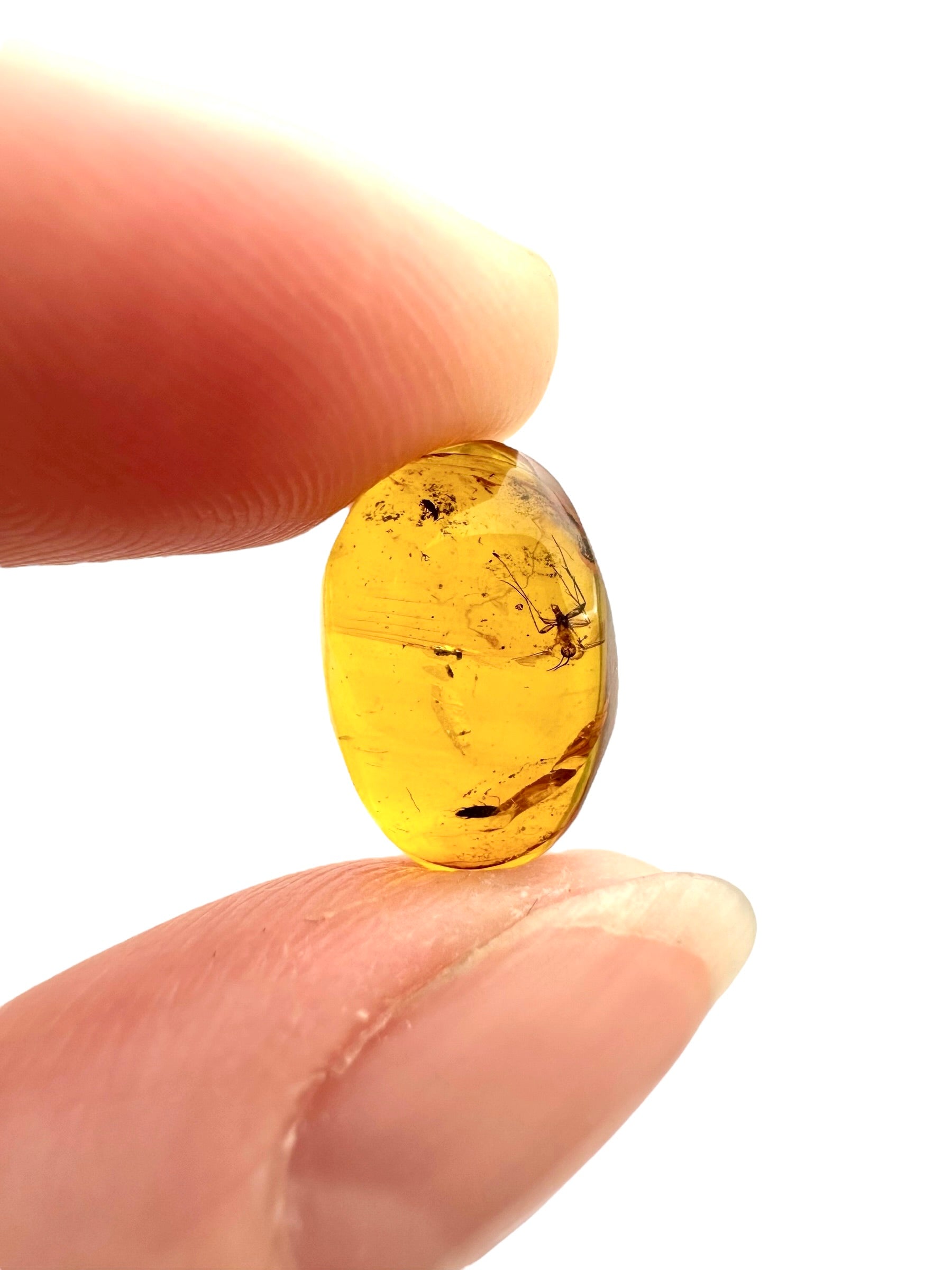 Insect in amber – Hukawng, Myanmar