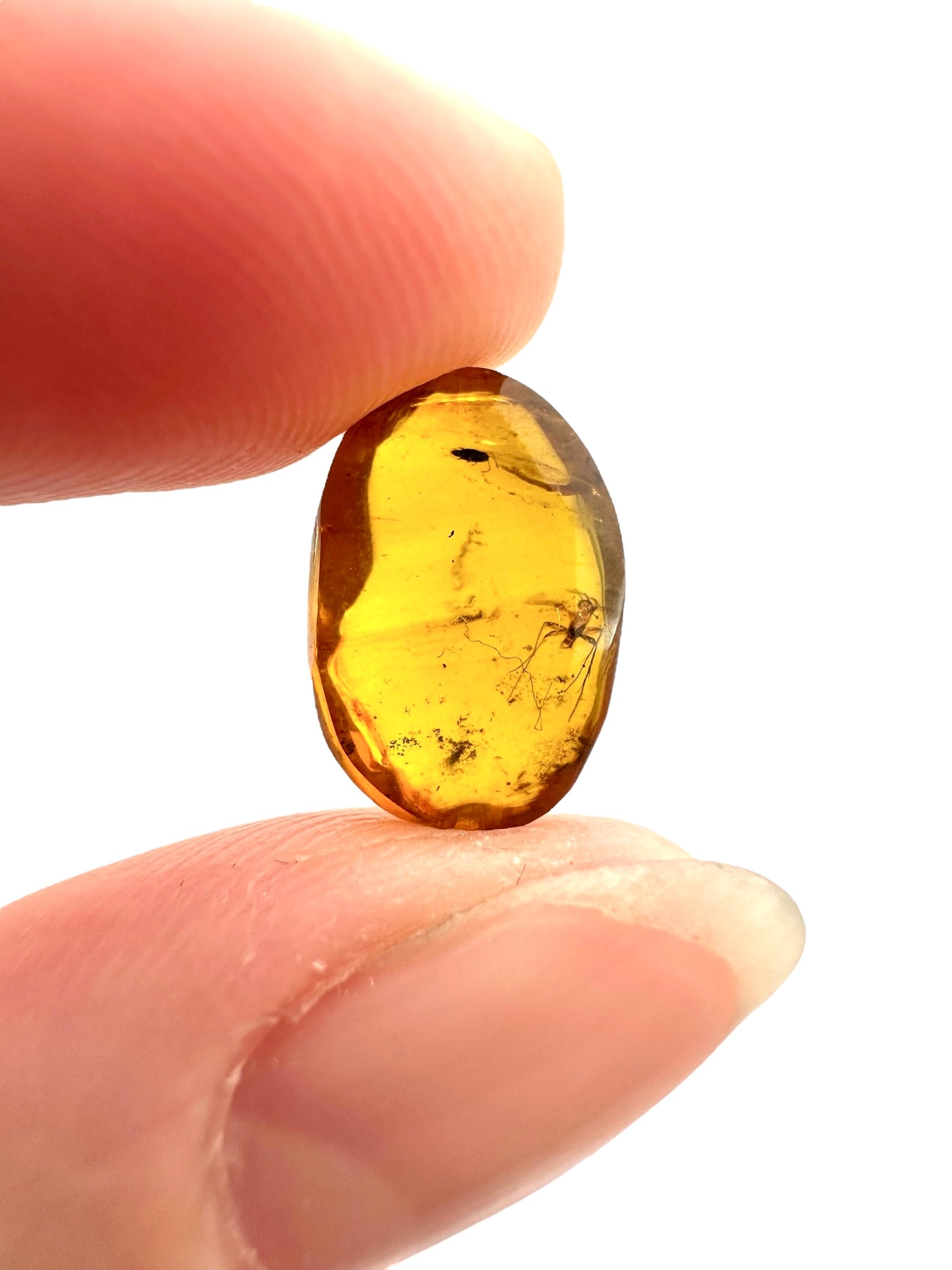 Insect in amber – Hukawng, Myanmar - IJ073