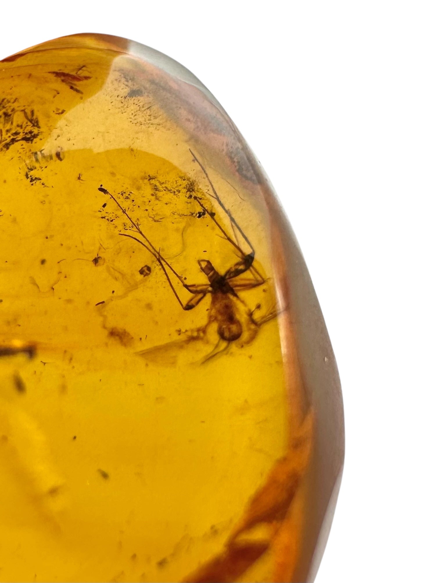 Insect in amber – Hukawng, Myanmar - IJ073