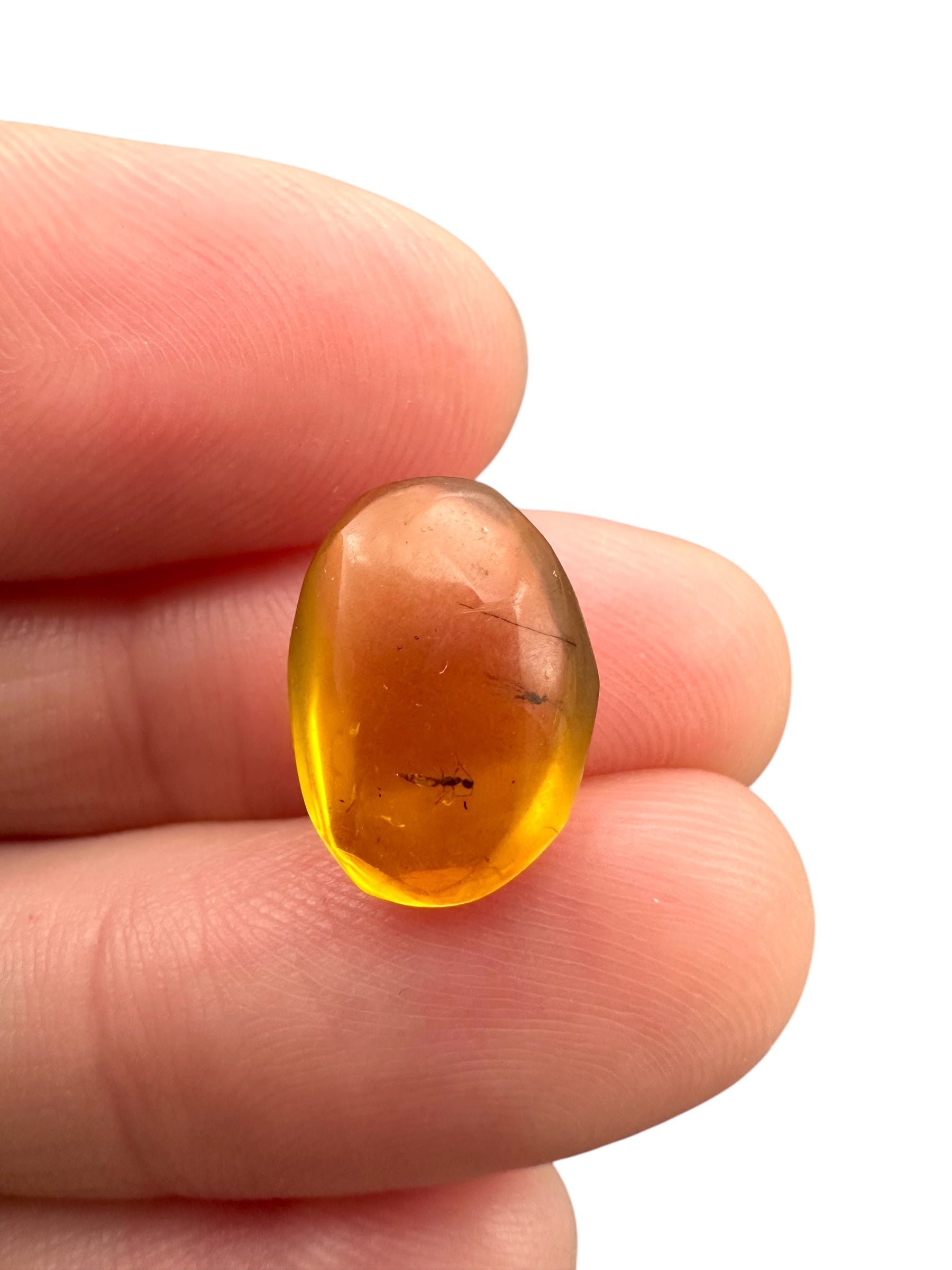 Insect in amber – Hukawng, Myanmar - IJ074