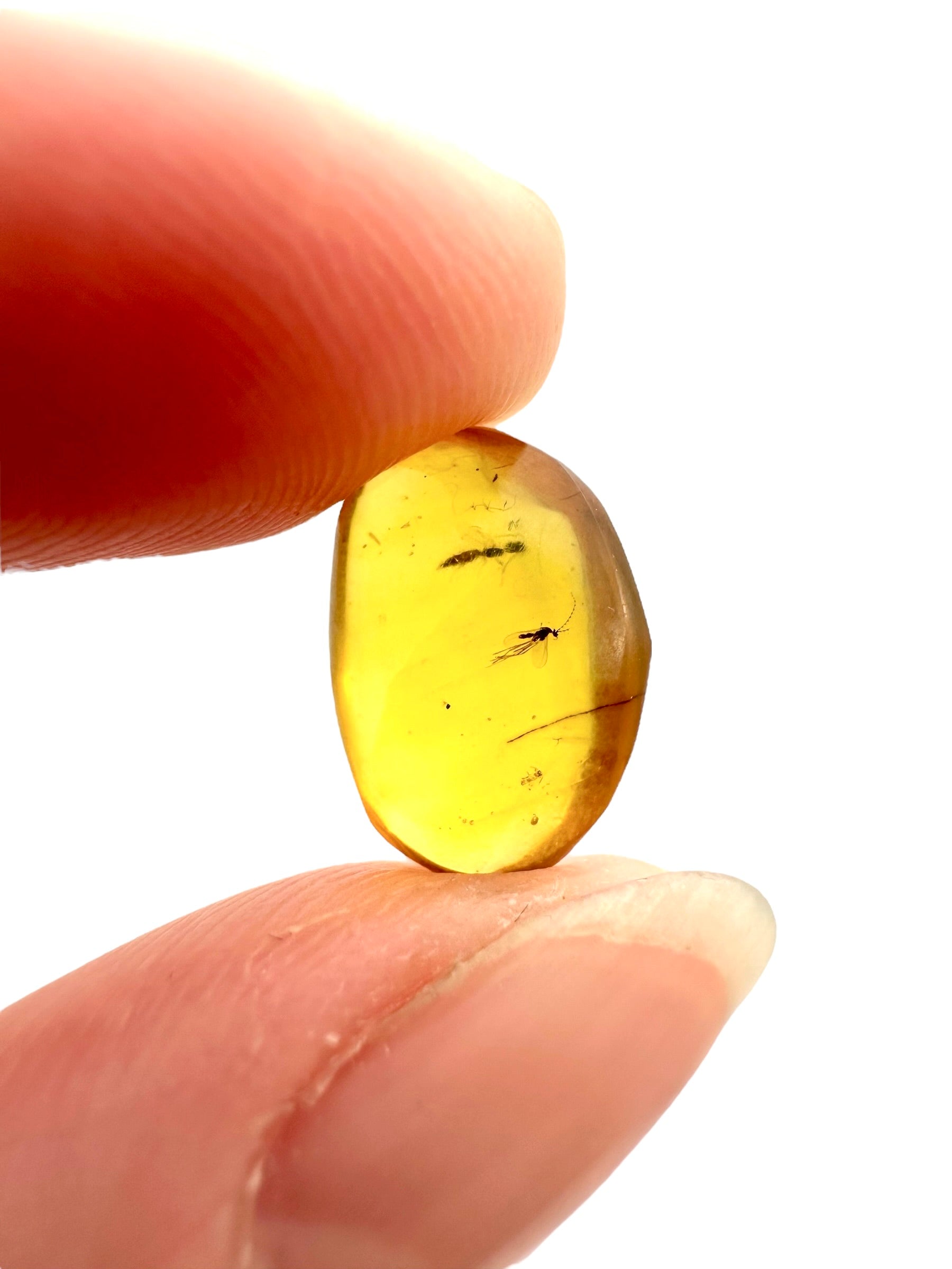 Insect in amber – Hukawng, Myanmar