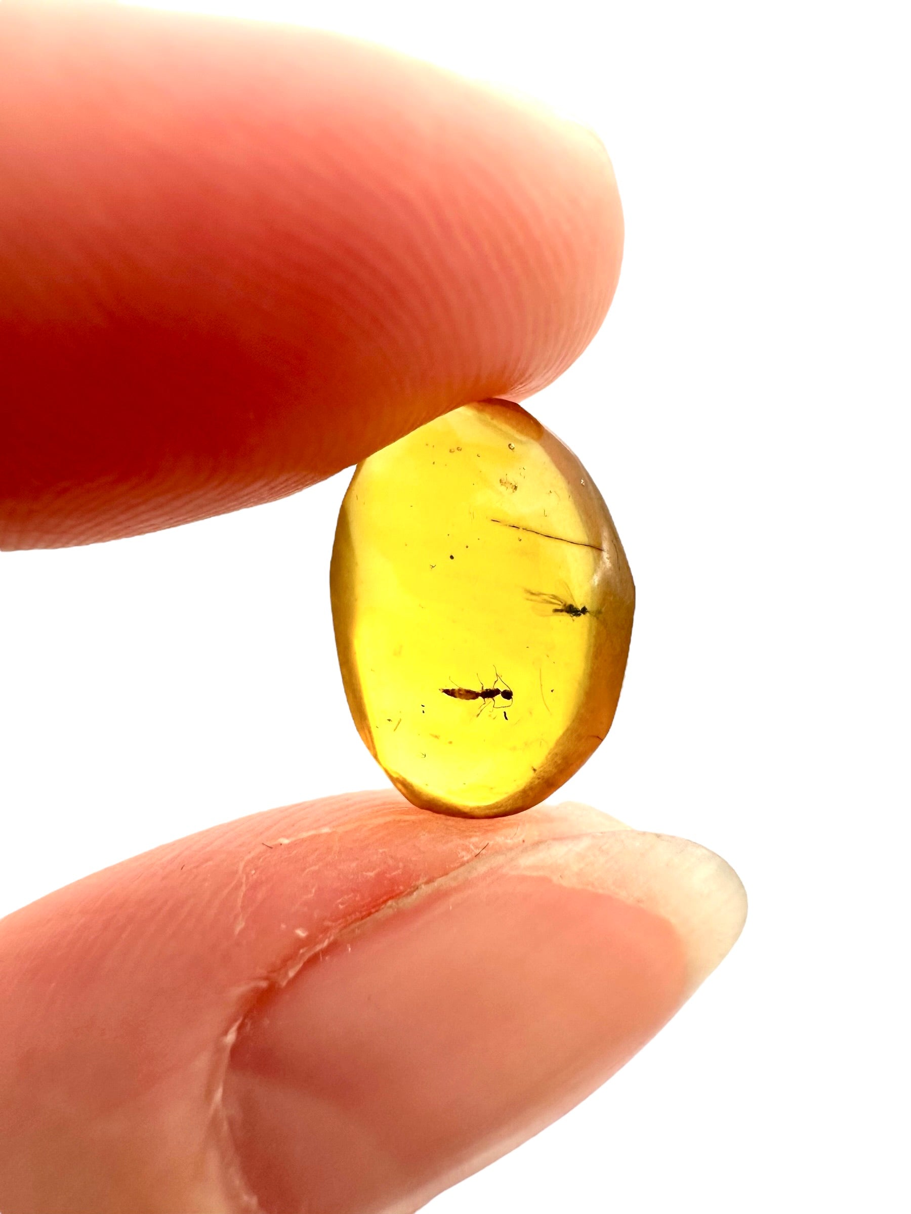 Insect in amber – Hukawng, Myanmar - IJ074