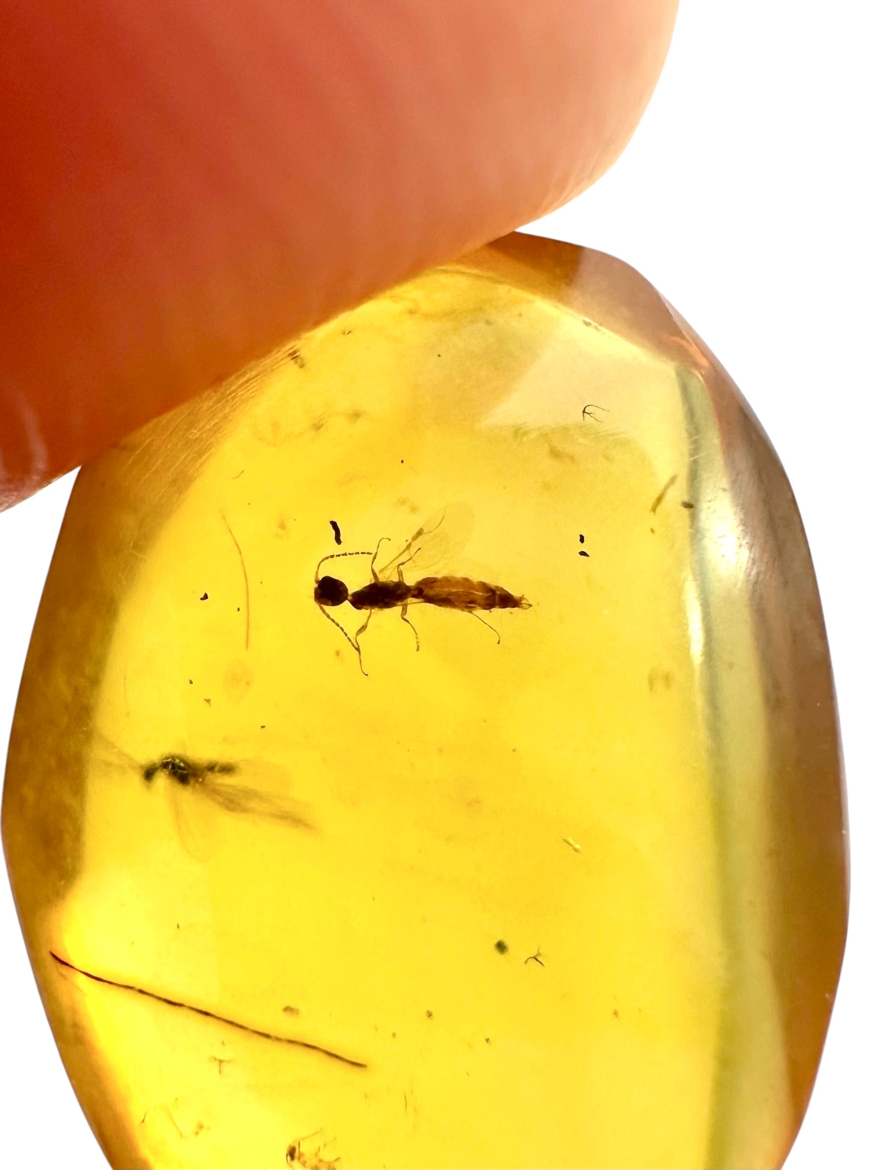 Insect in amber – Hukawng, Myanmar - IJ074