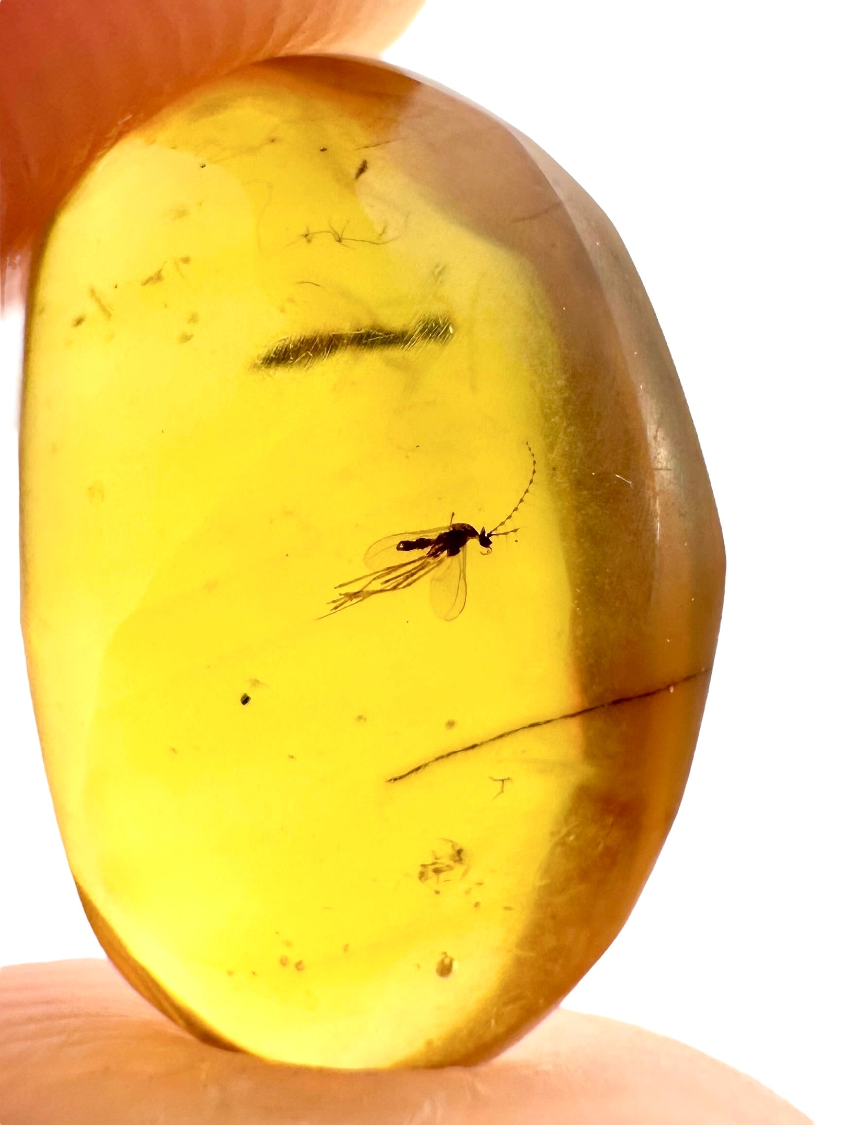 Insect in amber – Hukawng, Myanmar - IJ074