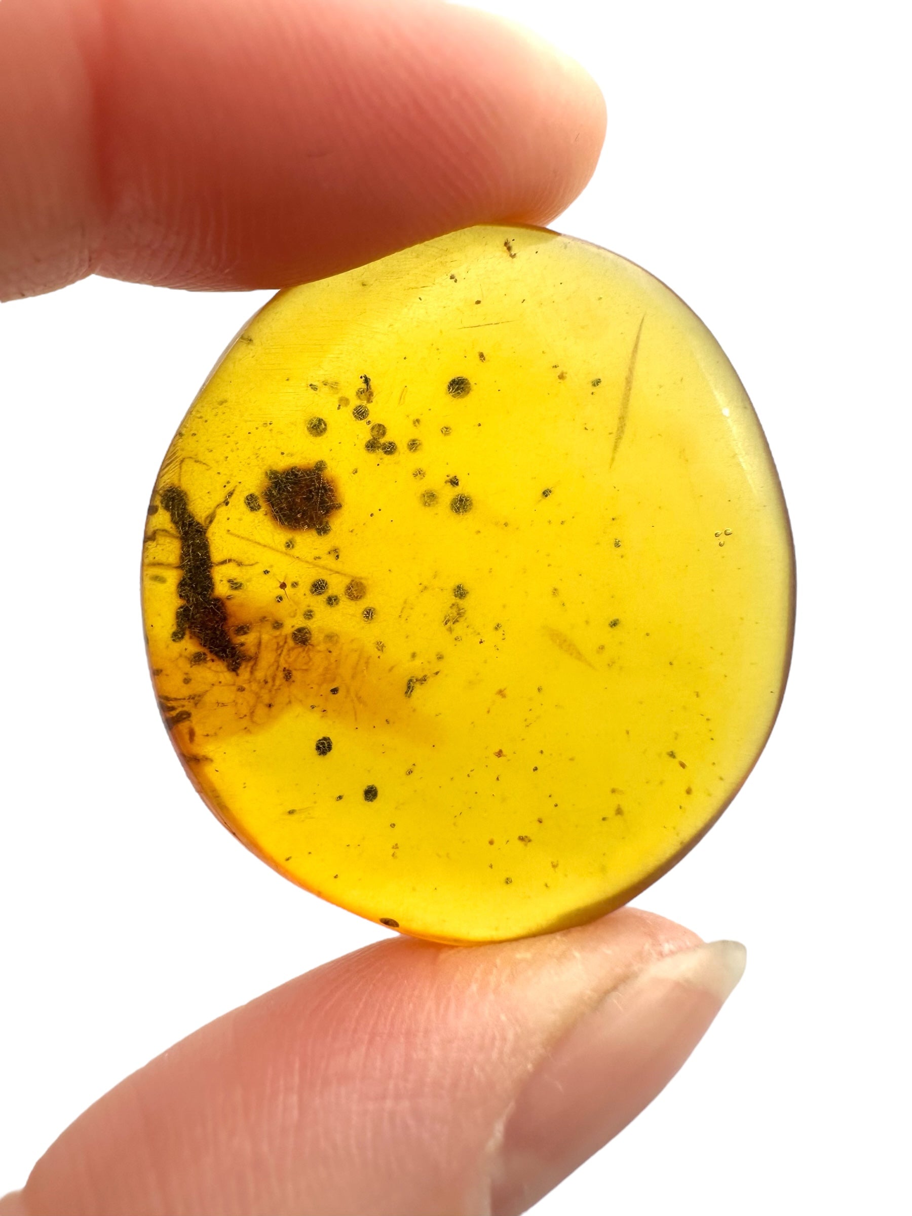 Insect in amber – Hukawng, Myanmar - IJ078