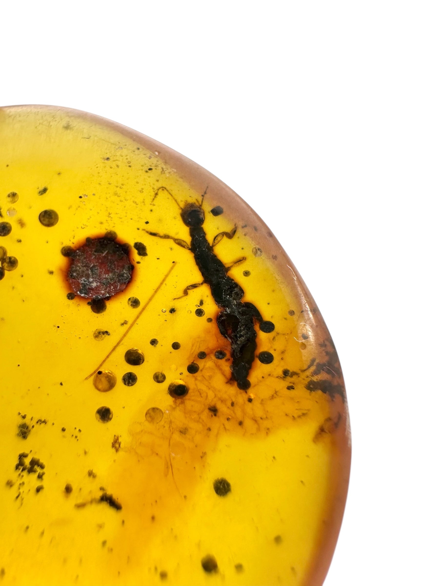 Insect in amber – Hukawng, Myanmar - IJ078