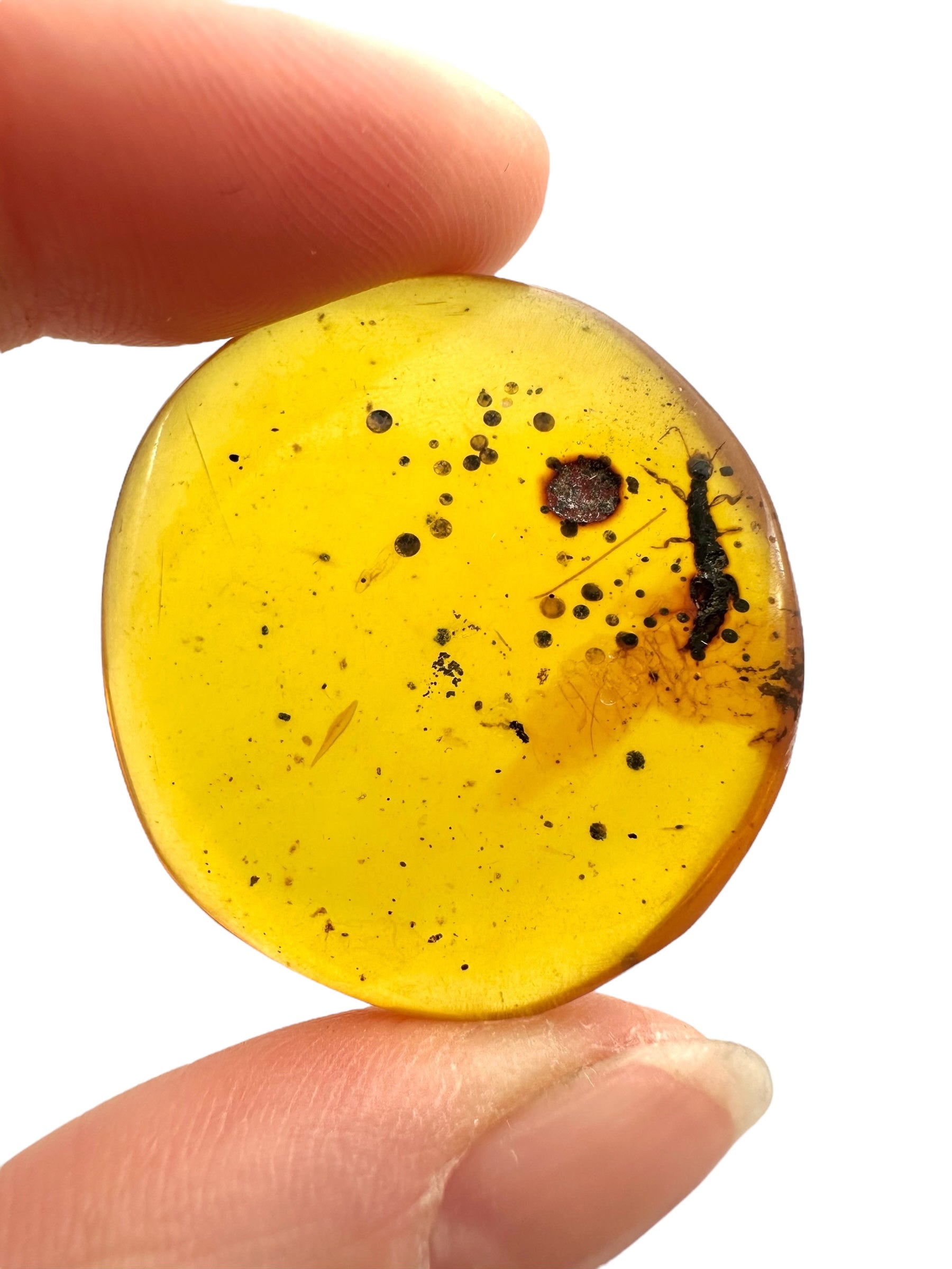 Insect in amber – Hukawng, Myanmar