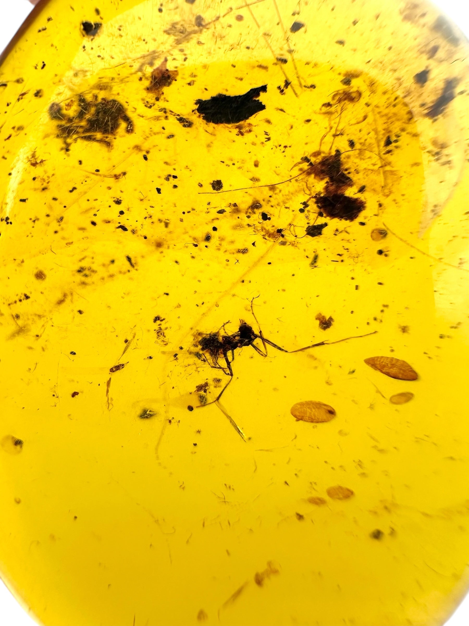 Insect in amber – Hukawng, Myanmar - IJ079