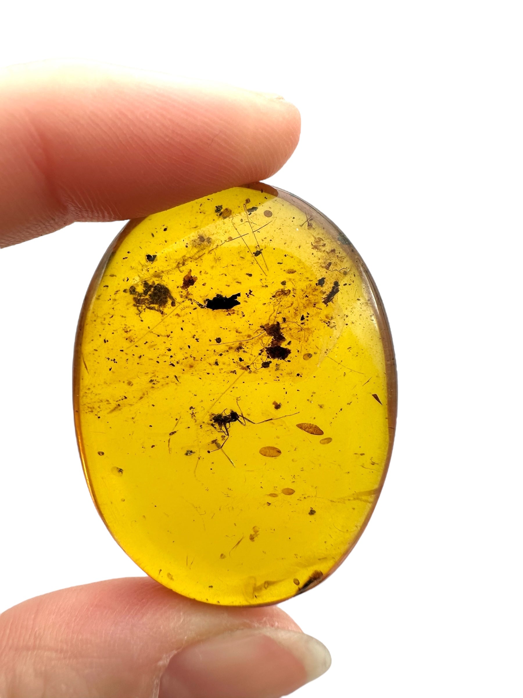 Insect in amber – Hukawng, Myanmar