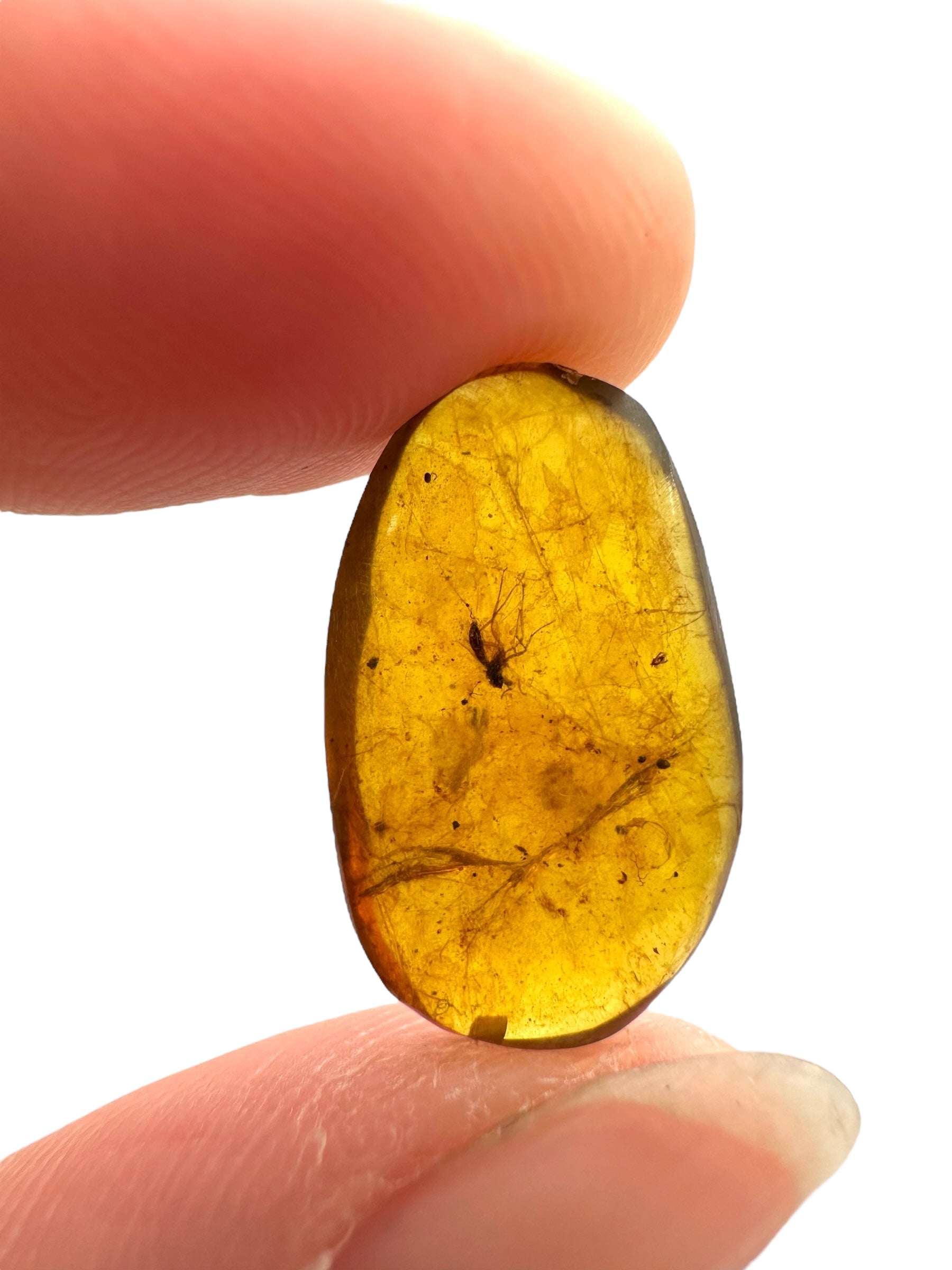 Insect in amber – Hukawng, Myanmar - IJ081