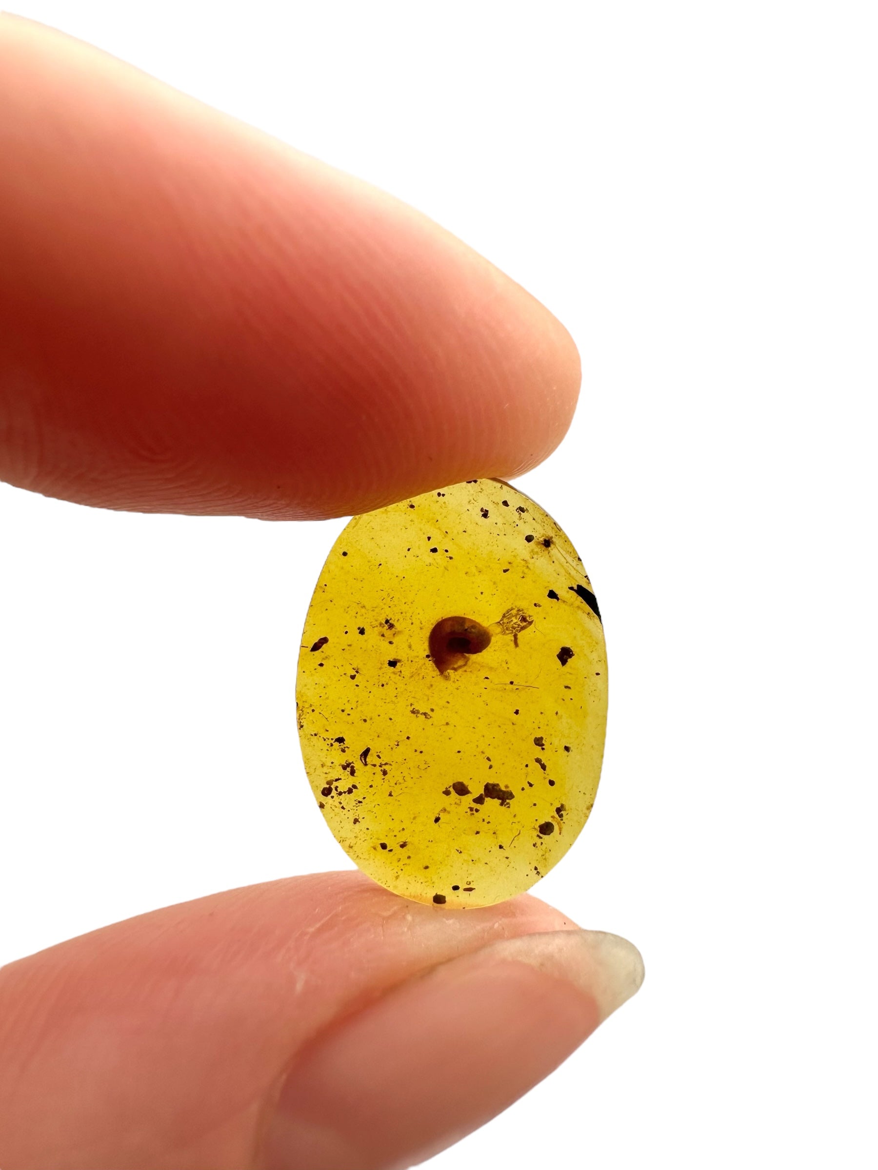 Snail in amber – Hukawng, Myanmar - IJ082