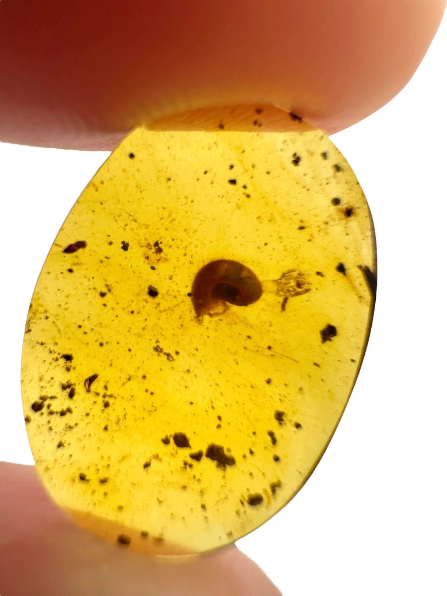 Snail in amber – Hukawng, Myanmar - IJ082