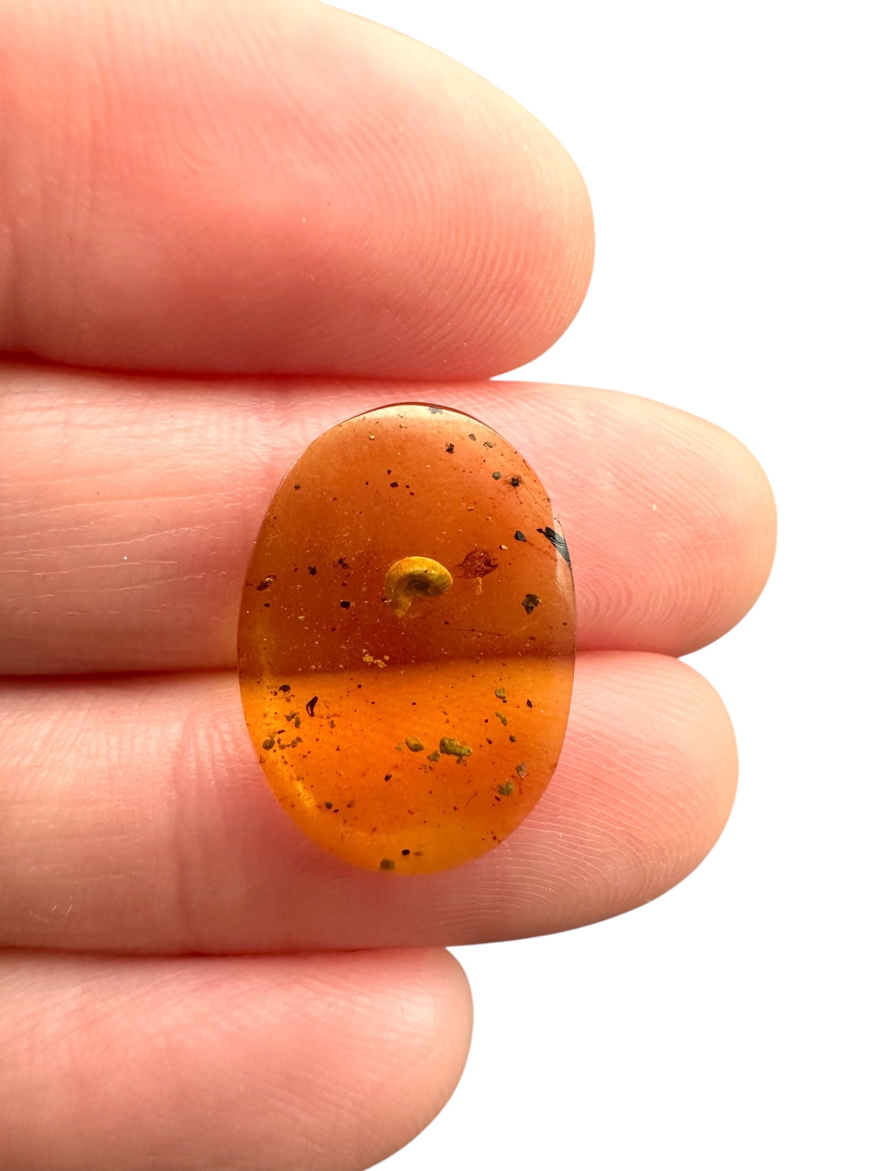 Snail in amber – Hukawng, Myanmar - IJ082