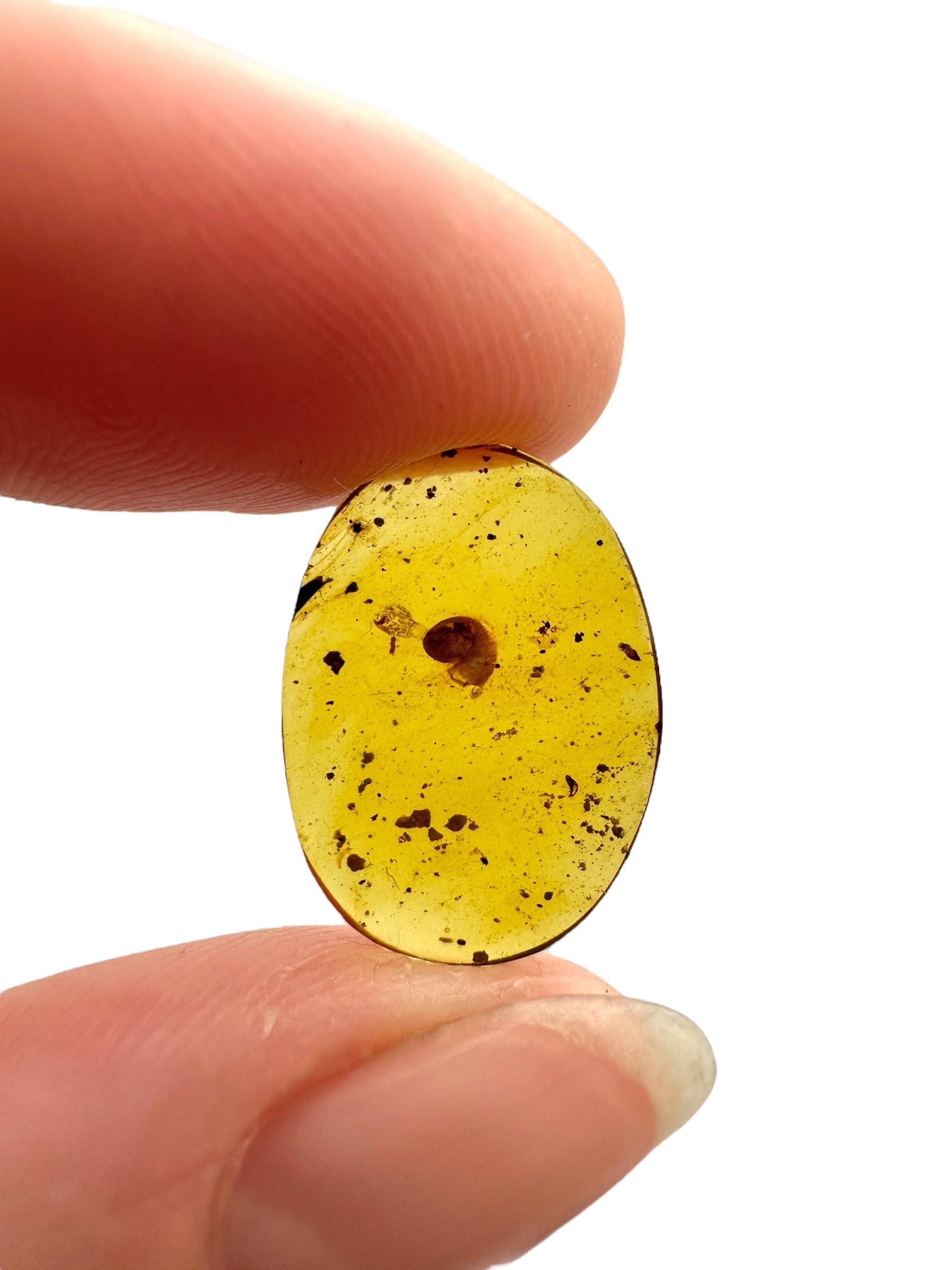 Snail in amber – Hukawng, Myanmar