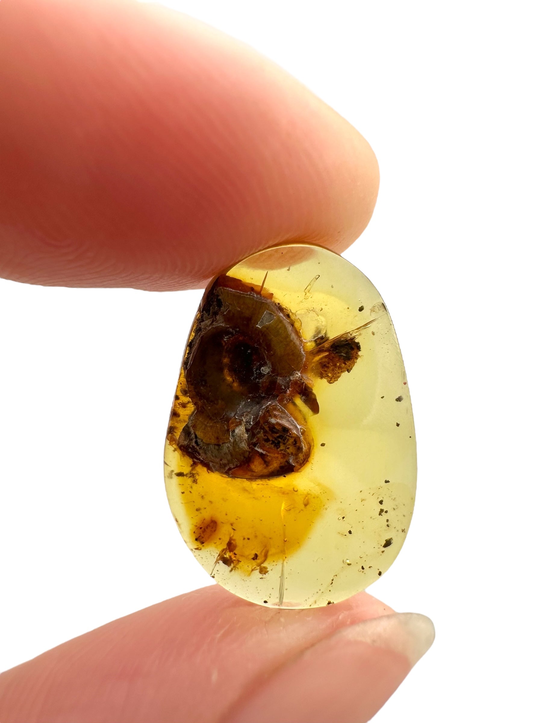 Snail in amber – Hukawng, Myanmar - IJ083