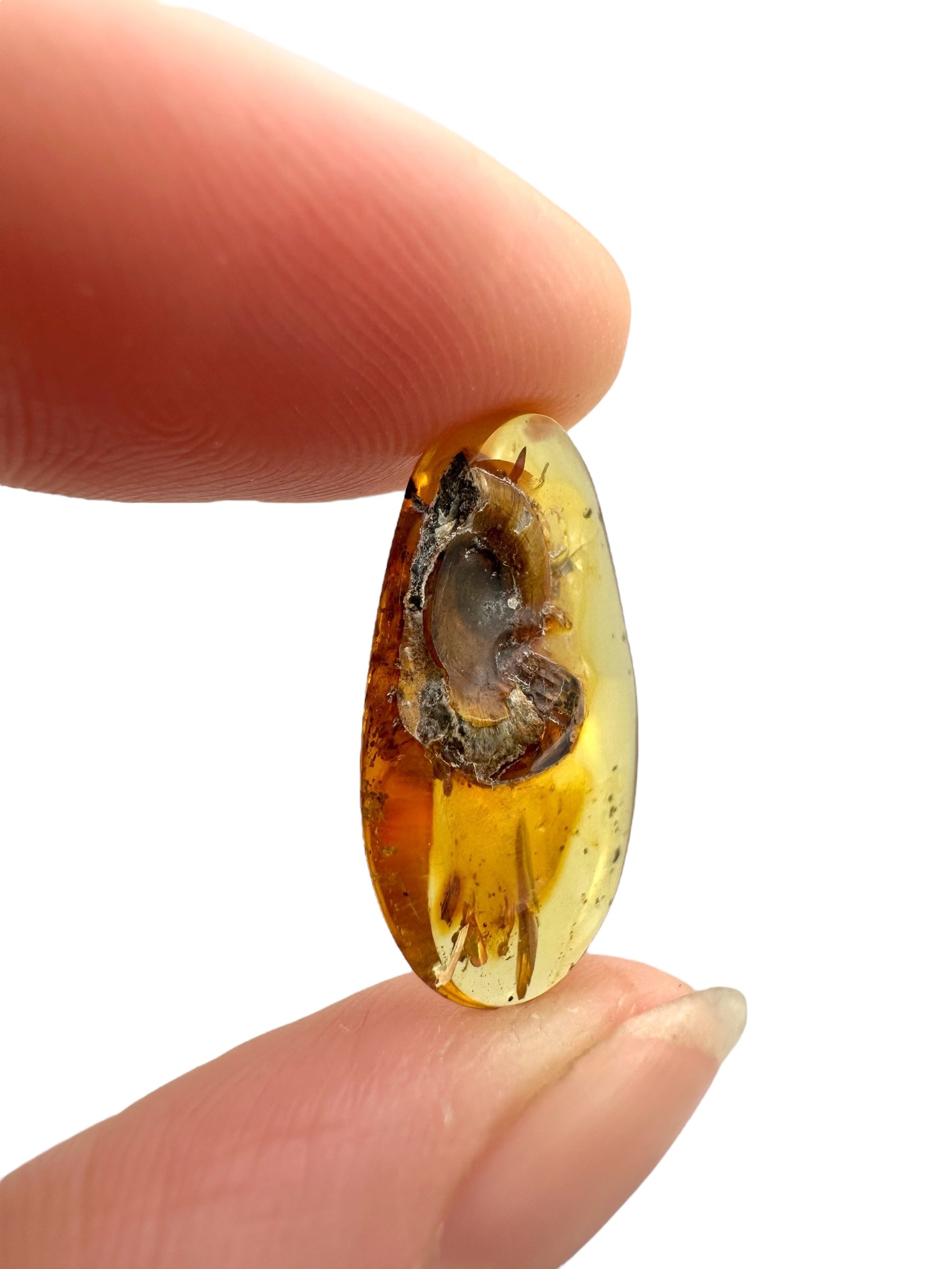 Snail in amber – Hukawng, Myanmar - IJ083