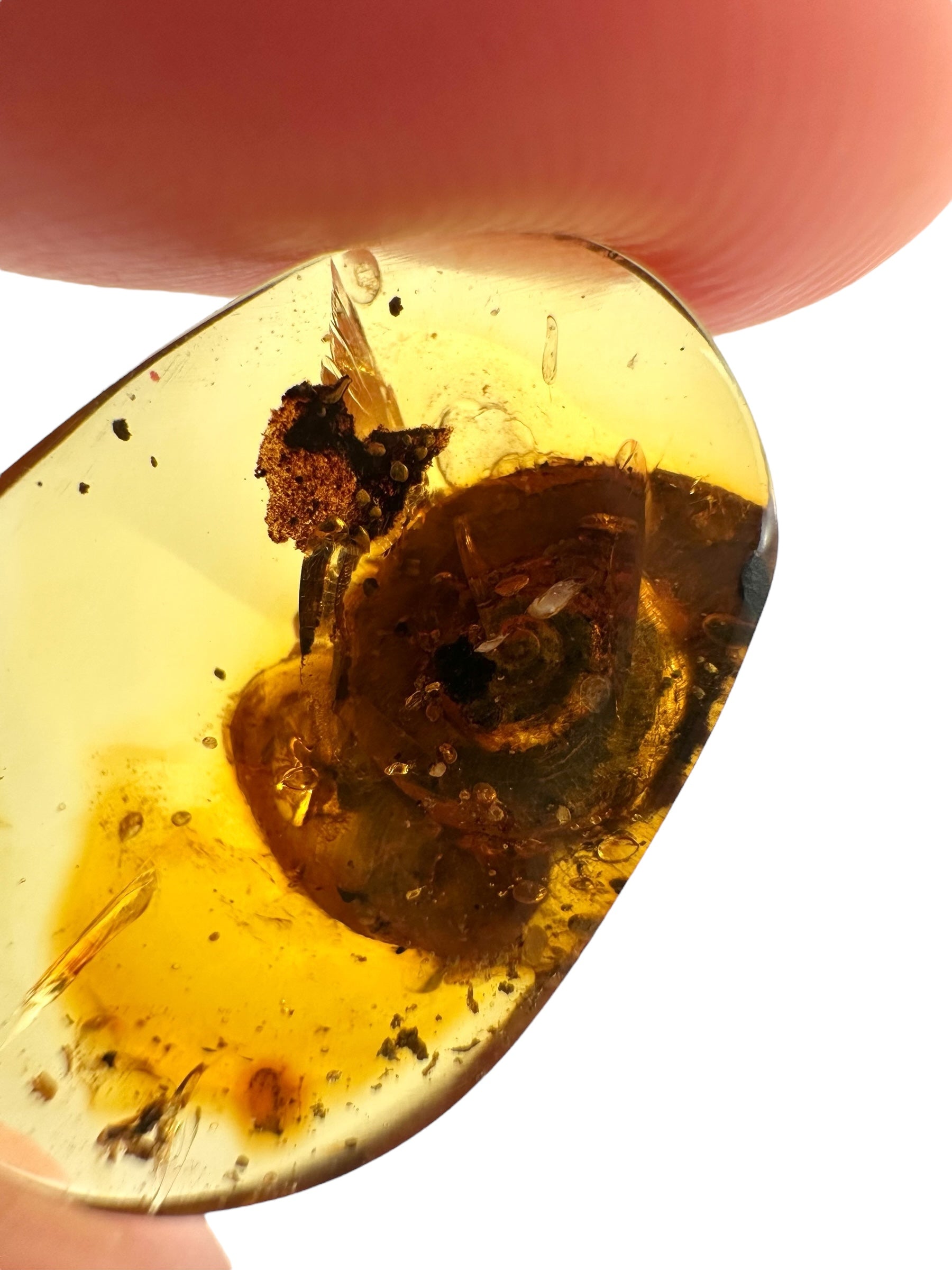 Snail in amber – Hukawng, Myanmar - IJ083