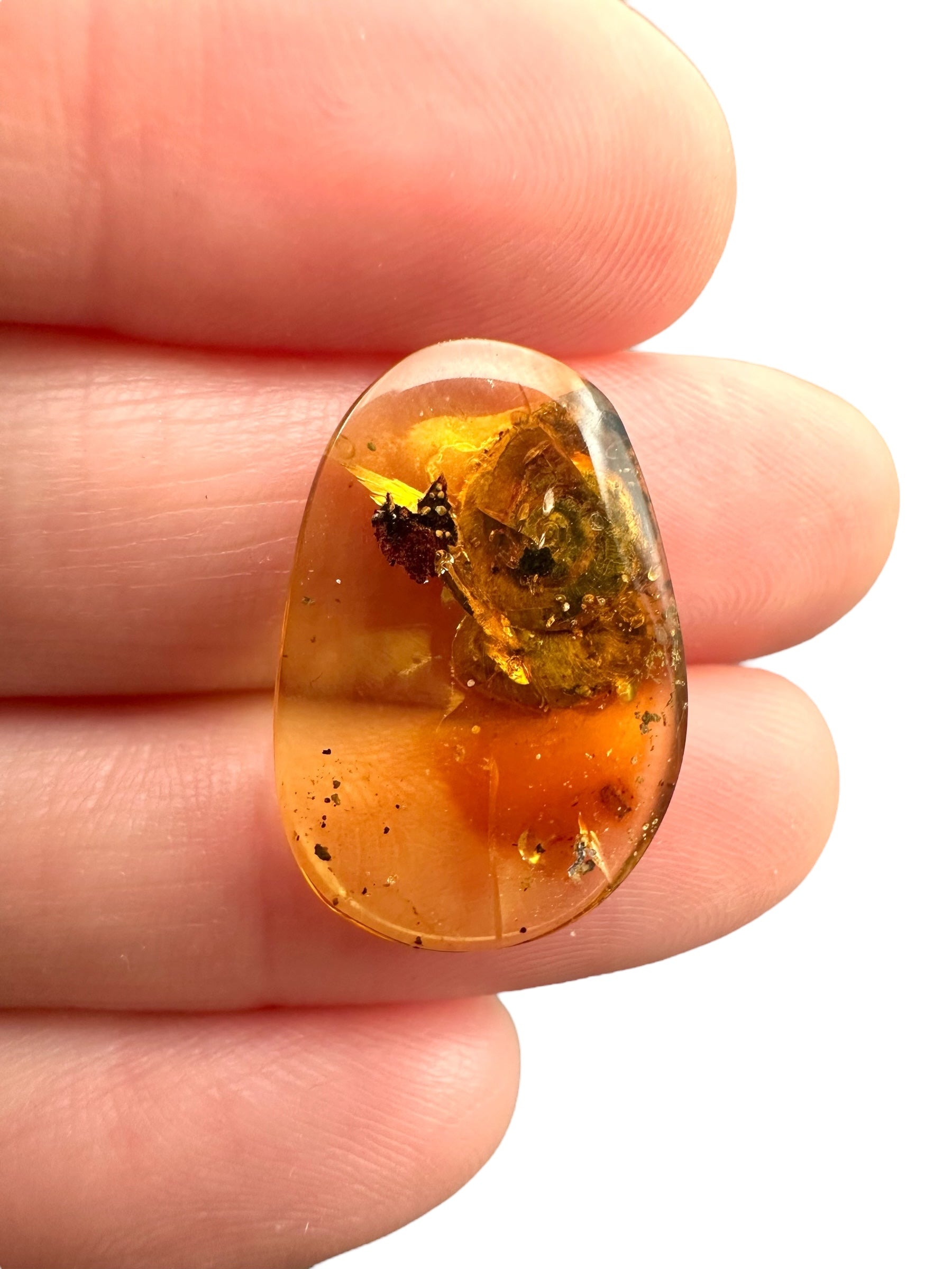 Snail in amber – Hukawng, Myanmar - IJ083