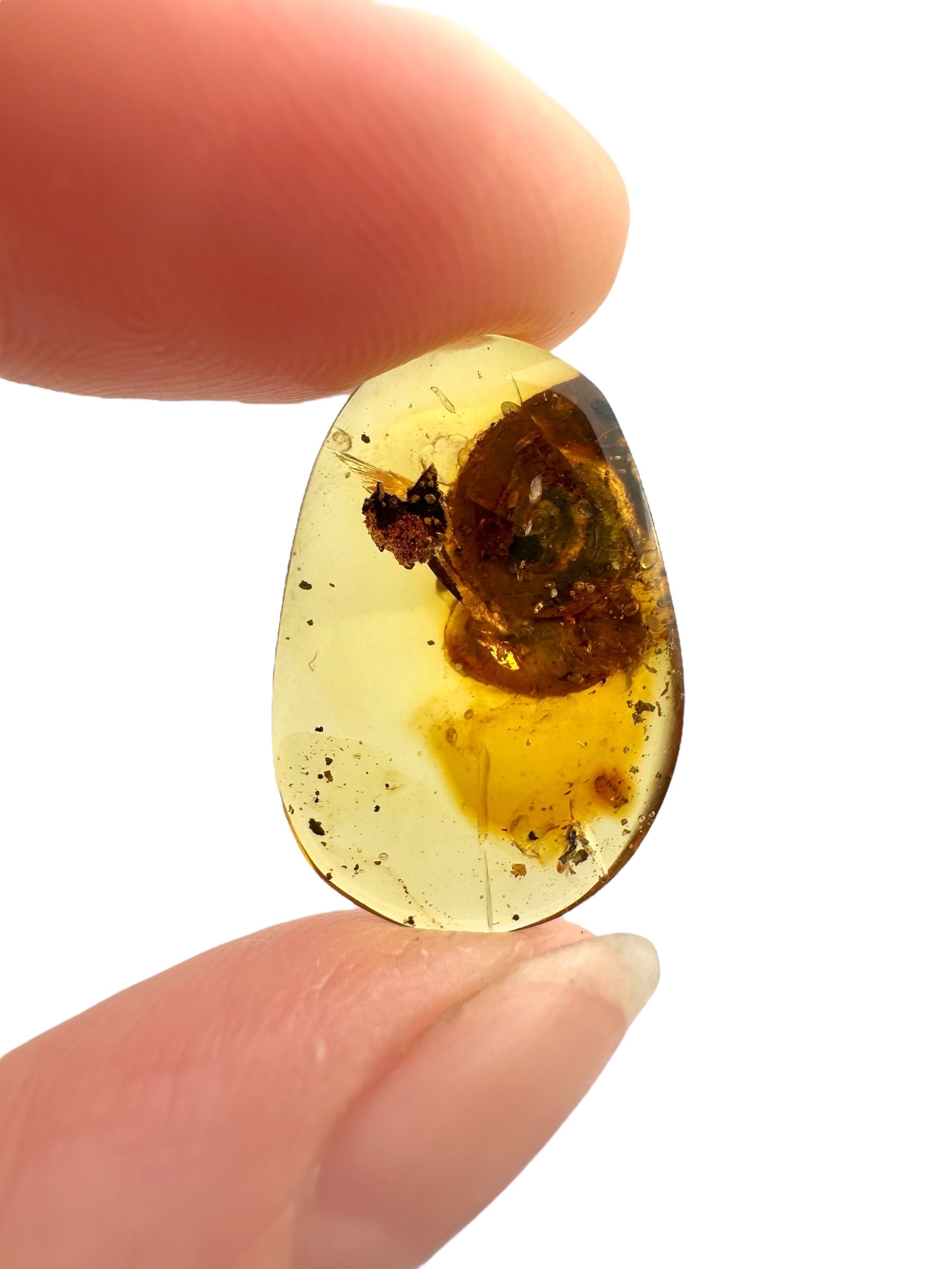 Snail in amber – Hukawng, Myanmar