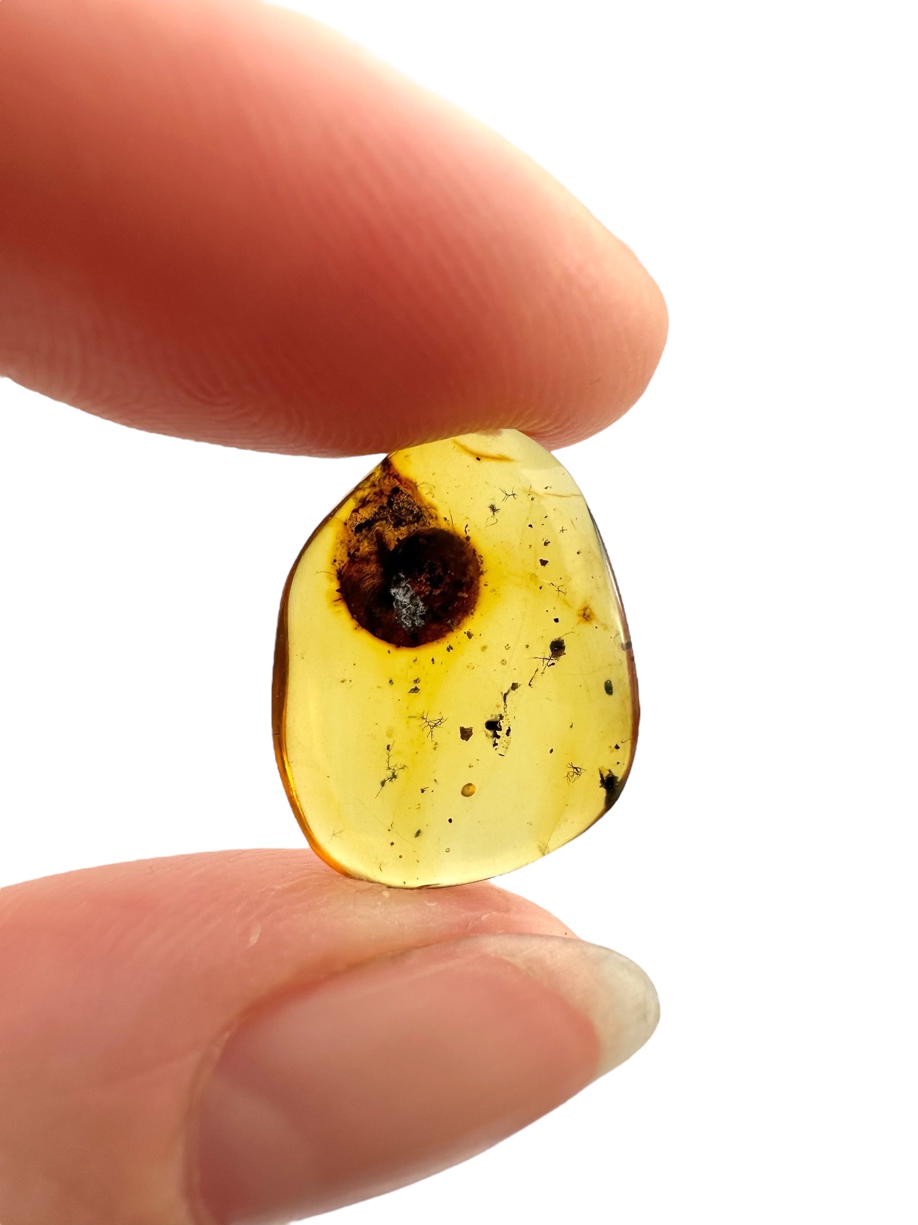 Snail in amber – Hukawng, Myanmar - IJ084