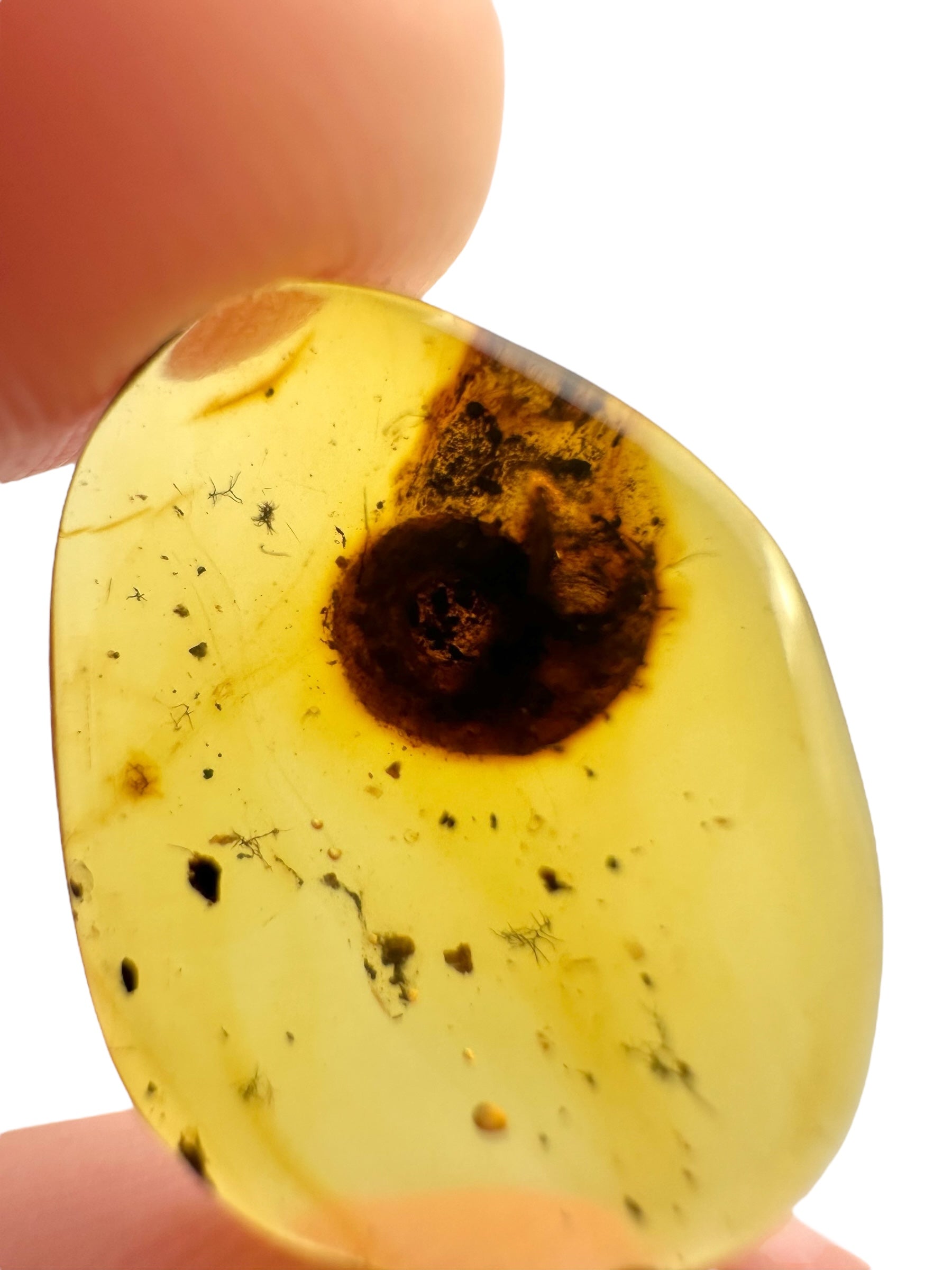 Snail in amber – Hukawng, Myanmar - IJ084