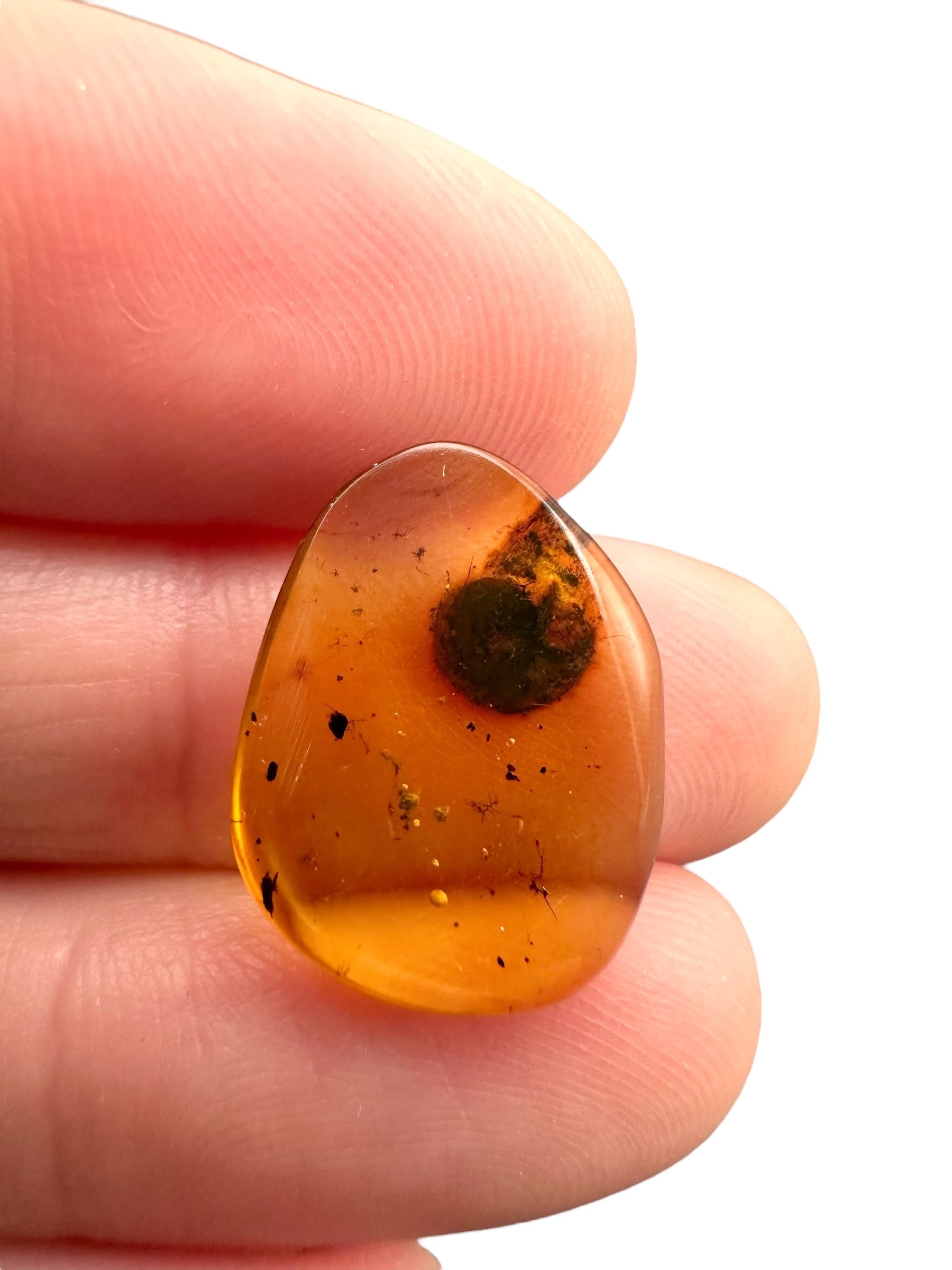 Snail in amber – Hukawng, Myanmar - IJ084