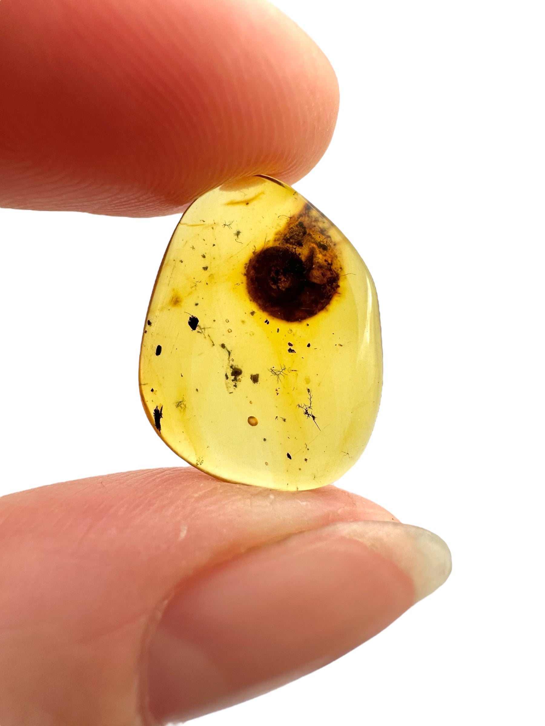 Snail in amber – Hukawng, Myanmar
