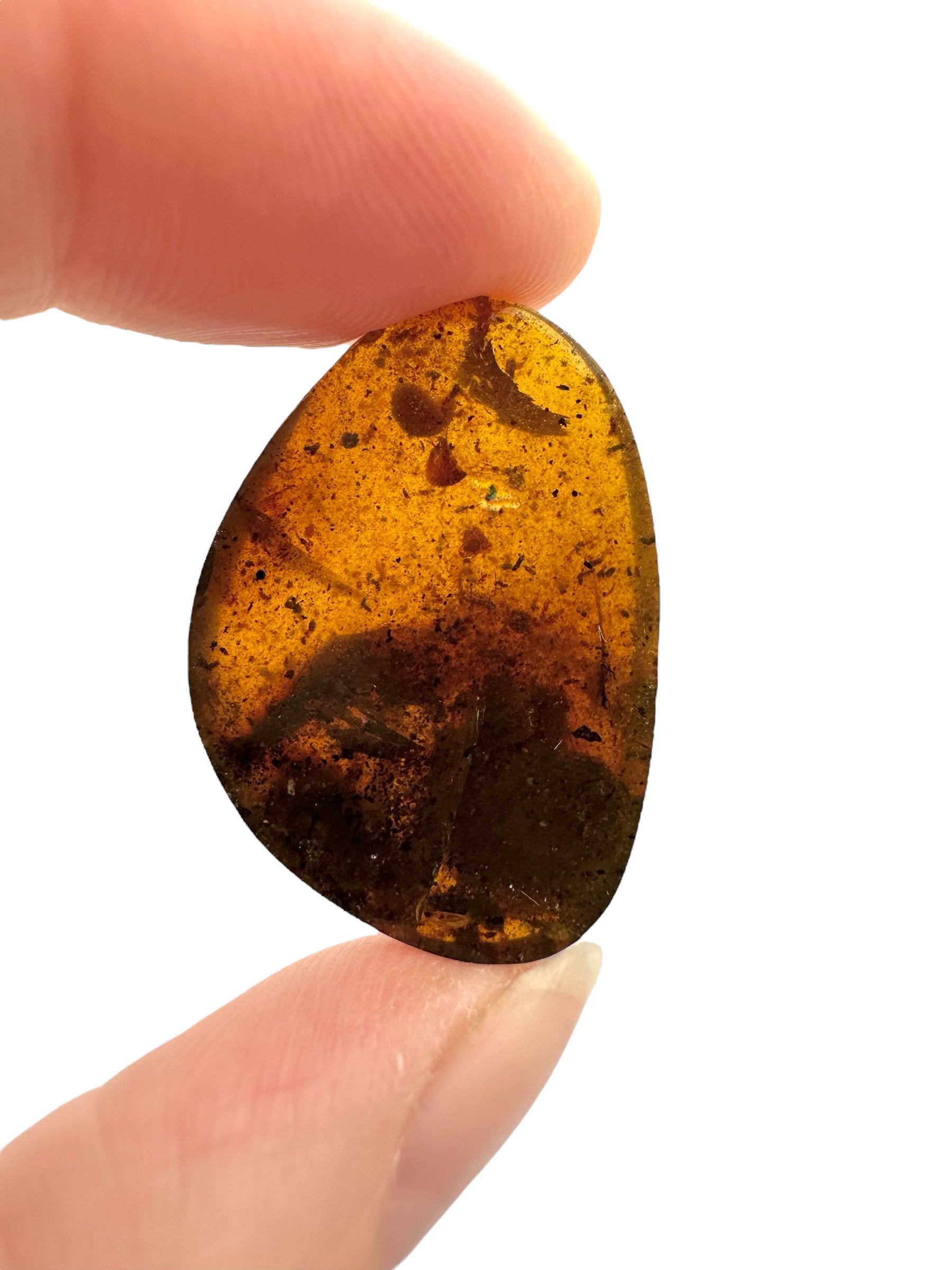 Snail in amber – Hukawng, Myanmar - IJ085