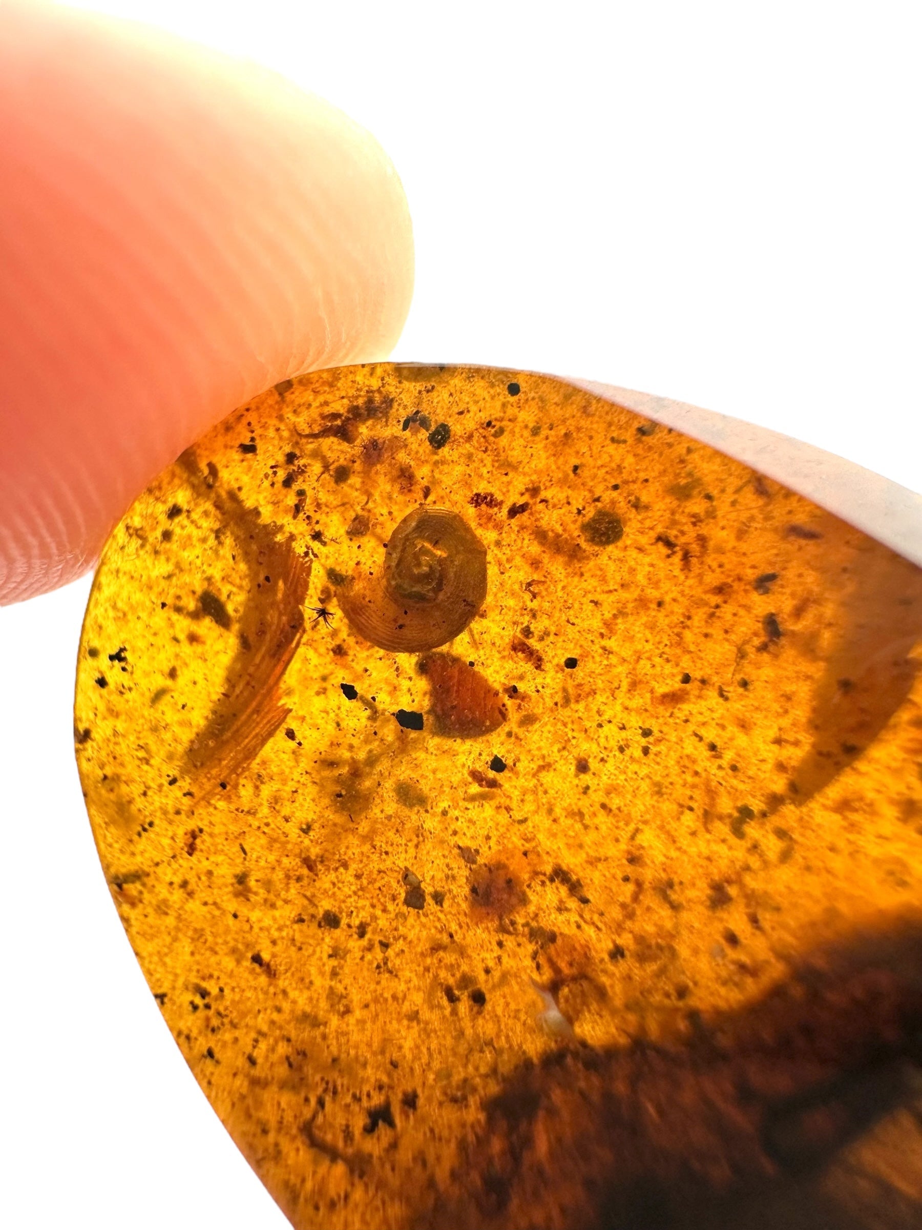 Snail in amber – Hukawng, Myanmar - IJ085