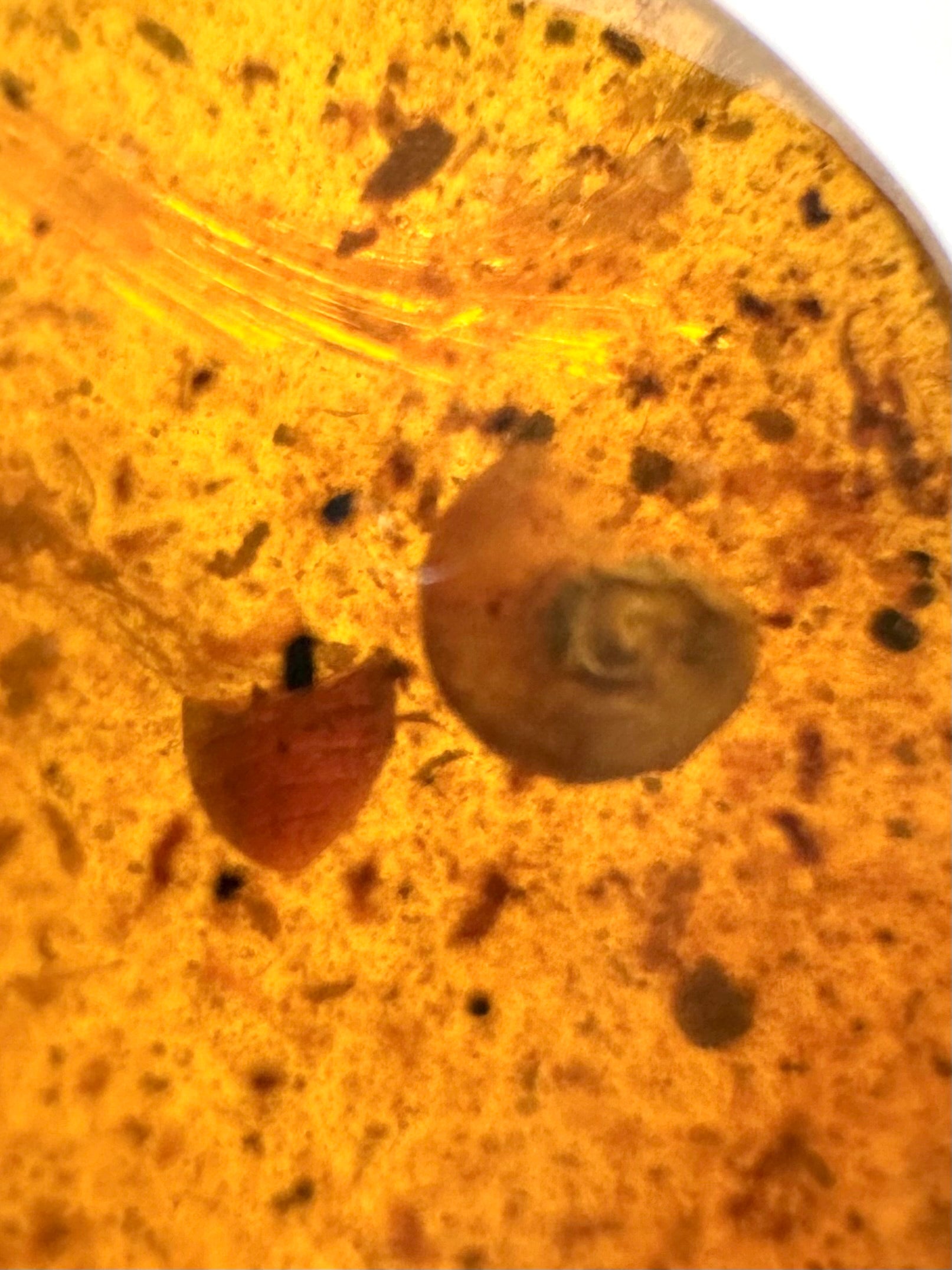 Snail in amber – Hukawng, Myanmar - IJ085